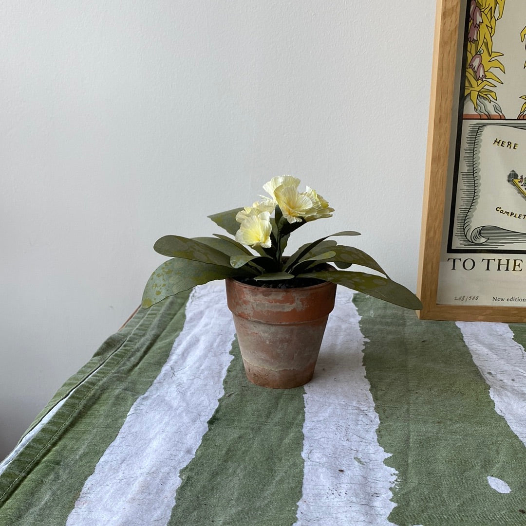 Paper primrose