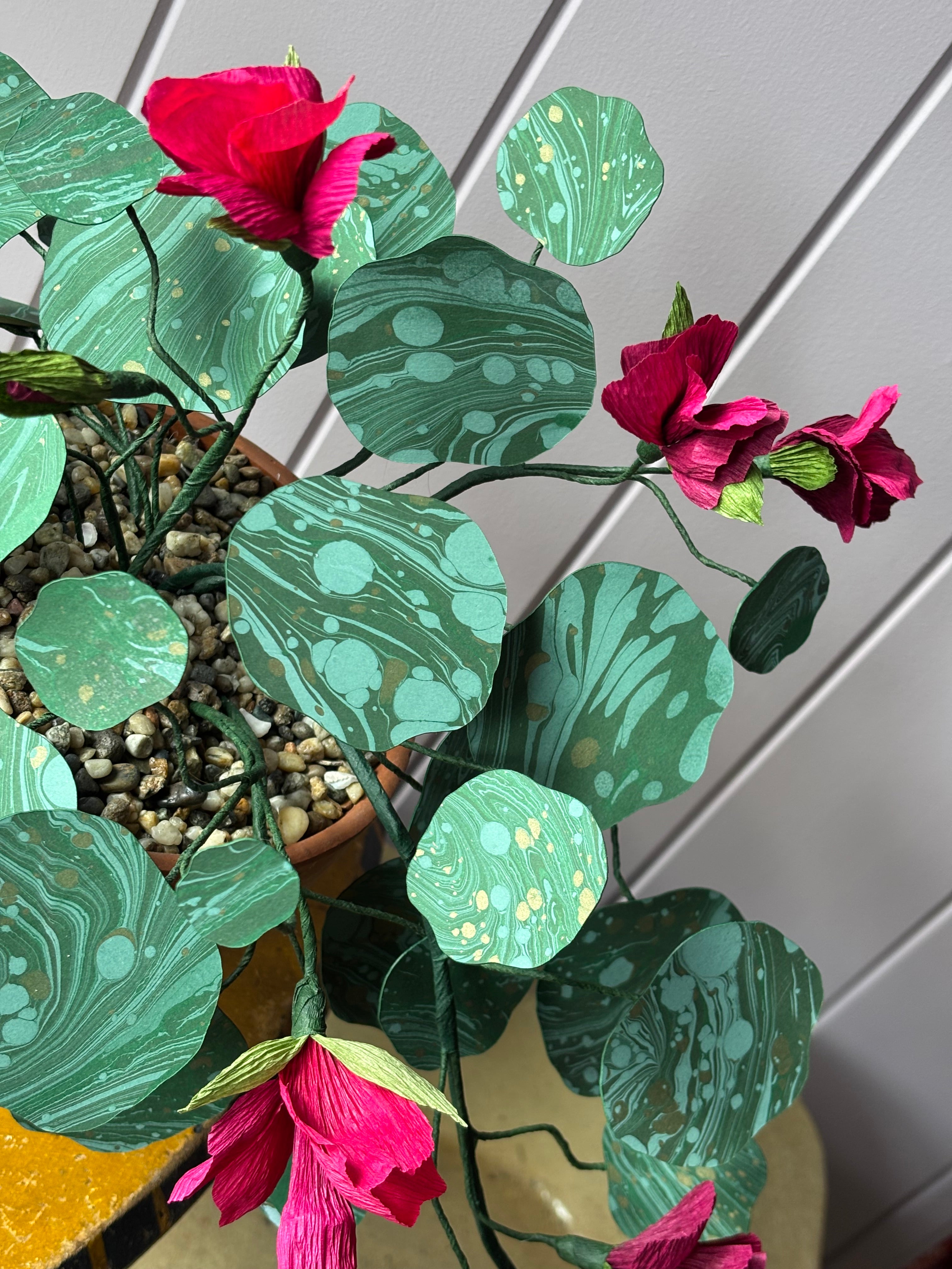Nasturtium, trailing