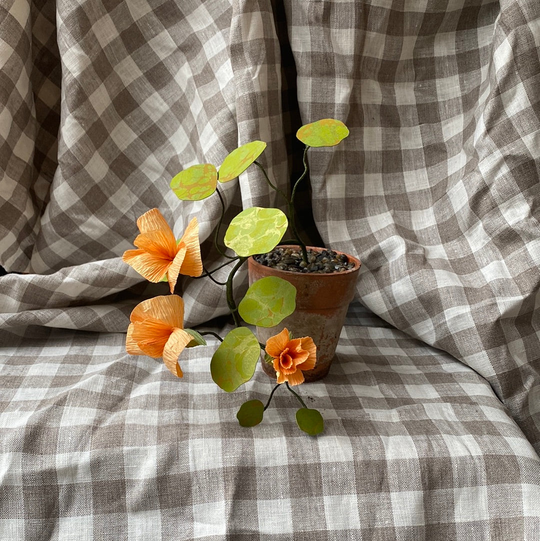 Paper Nasturtium