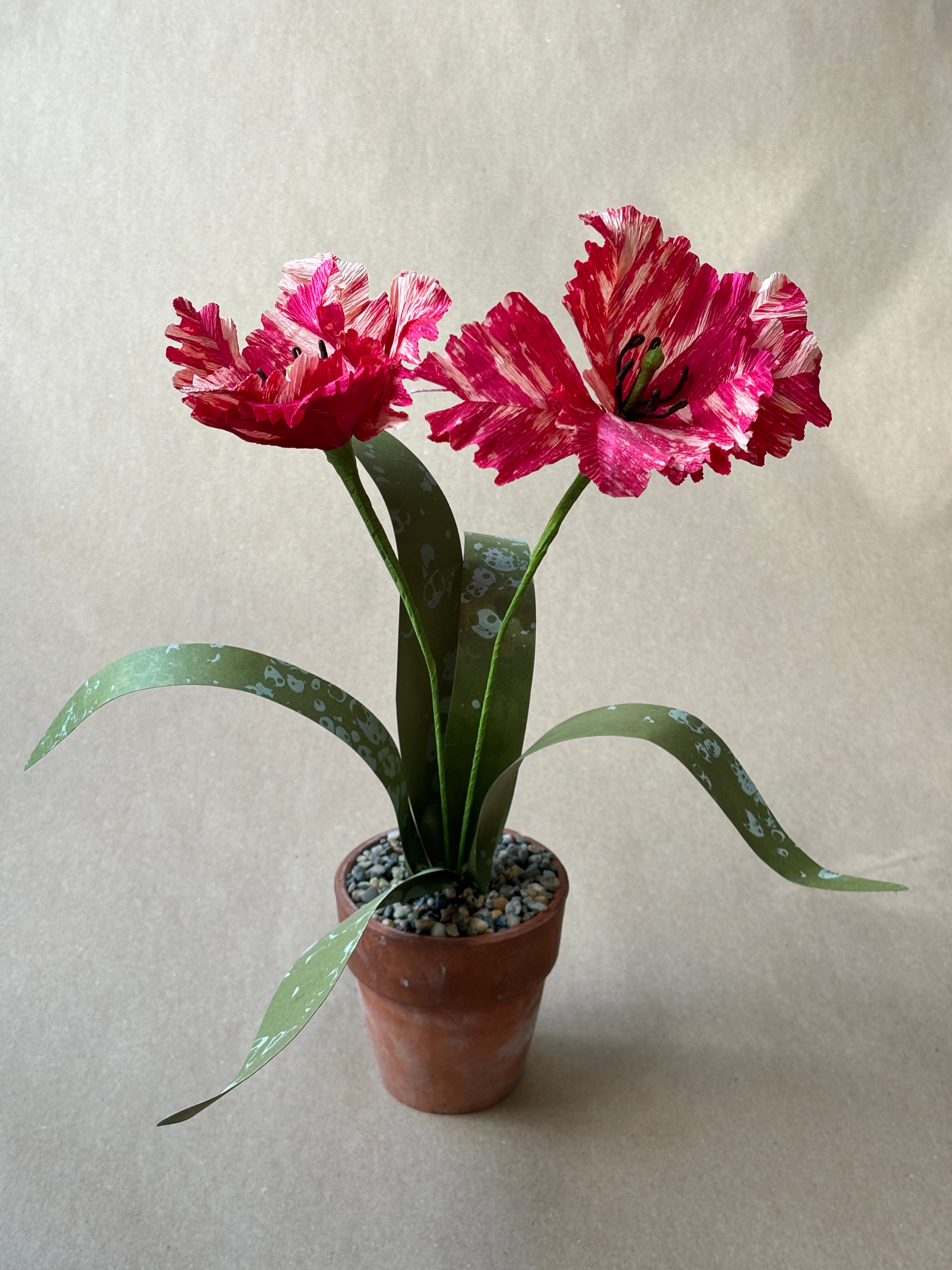 Parrot Tulip