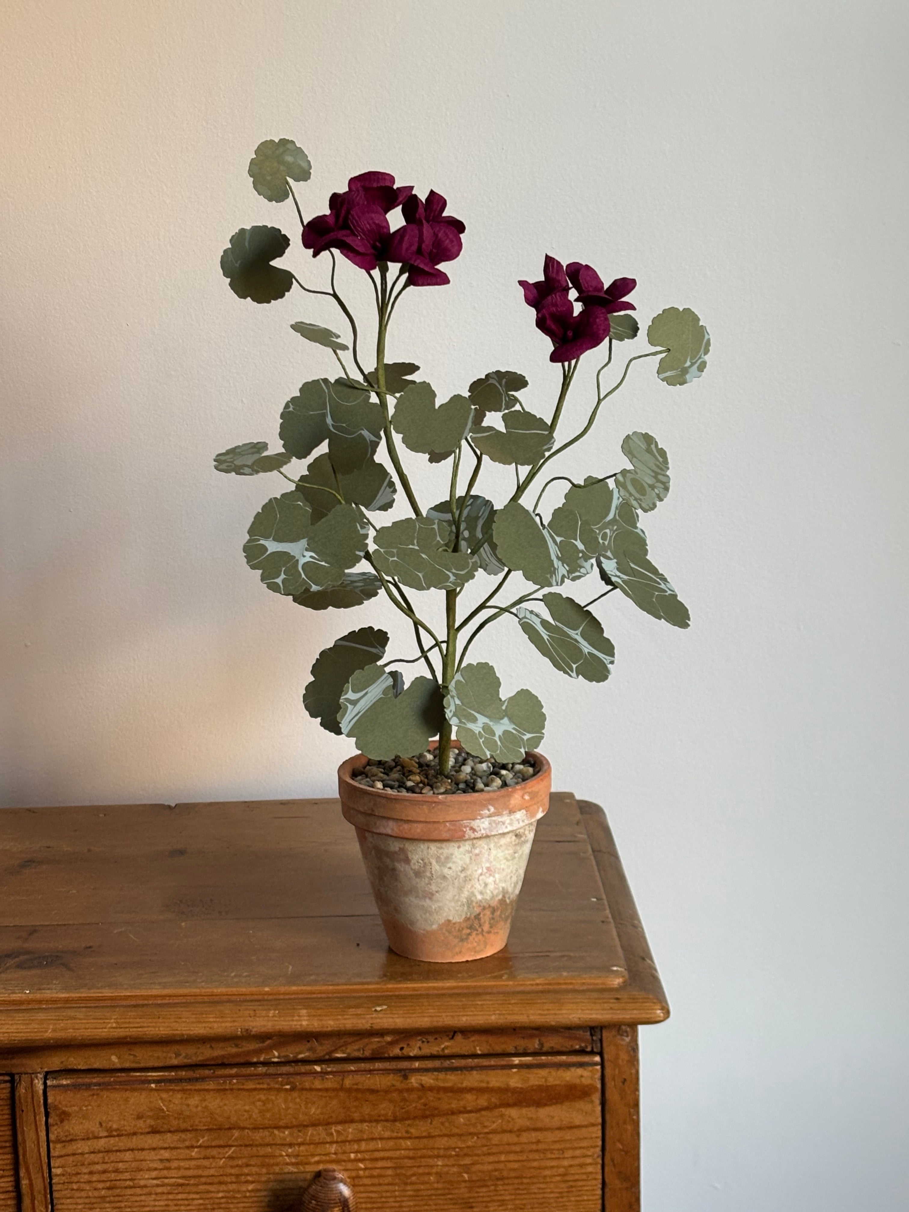 Paper Geranium