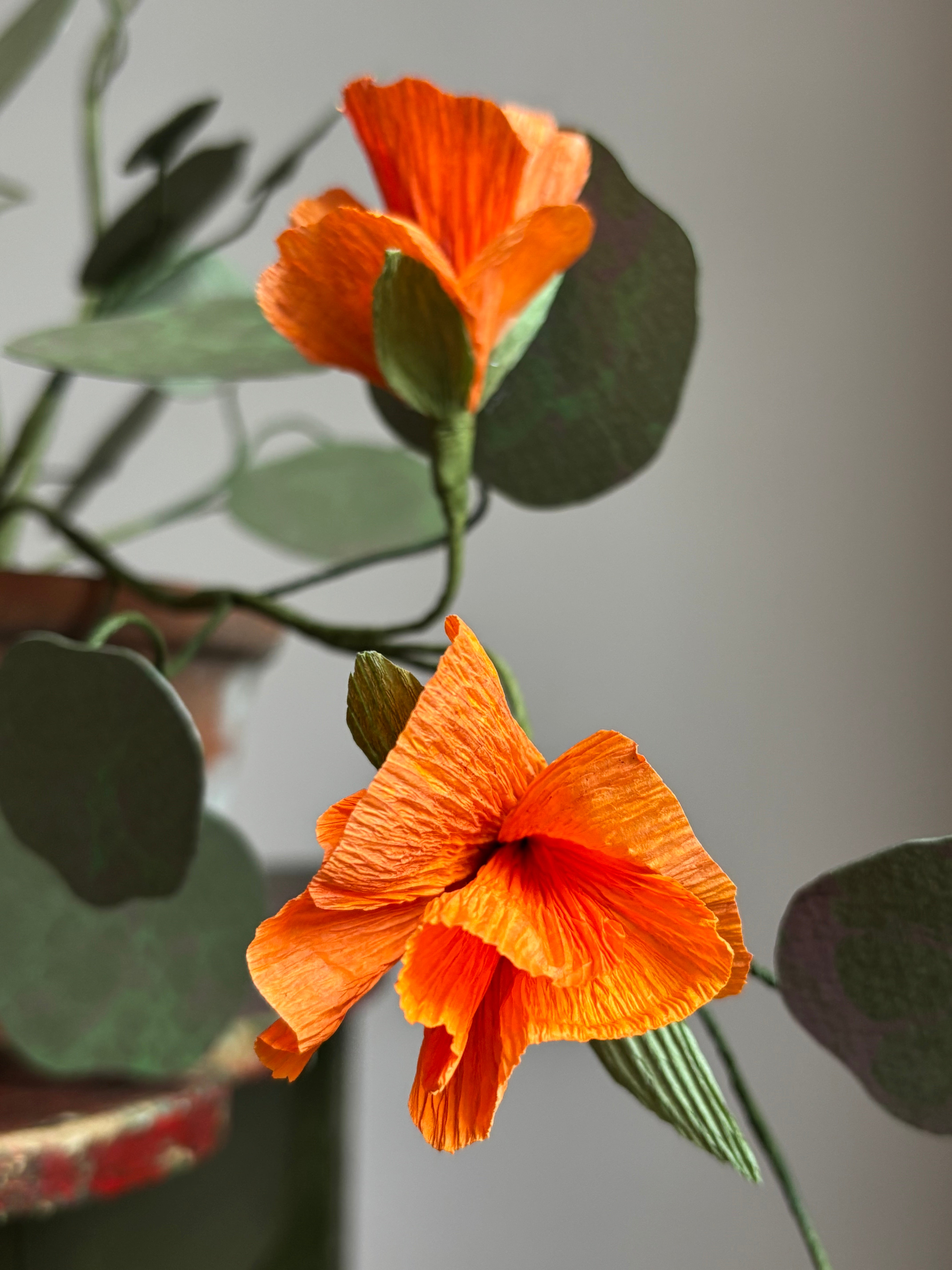 Nasturtium, trailing