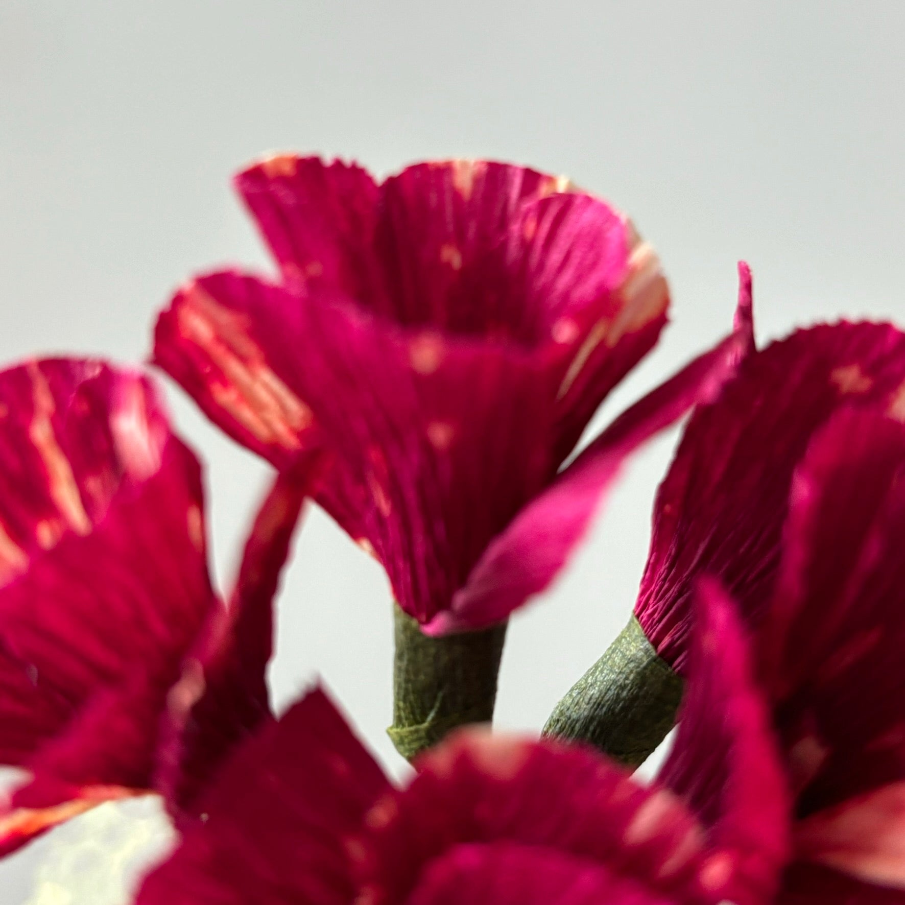 Paper Geranium