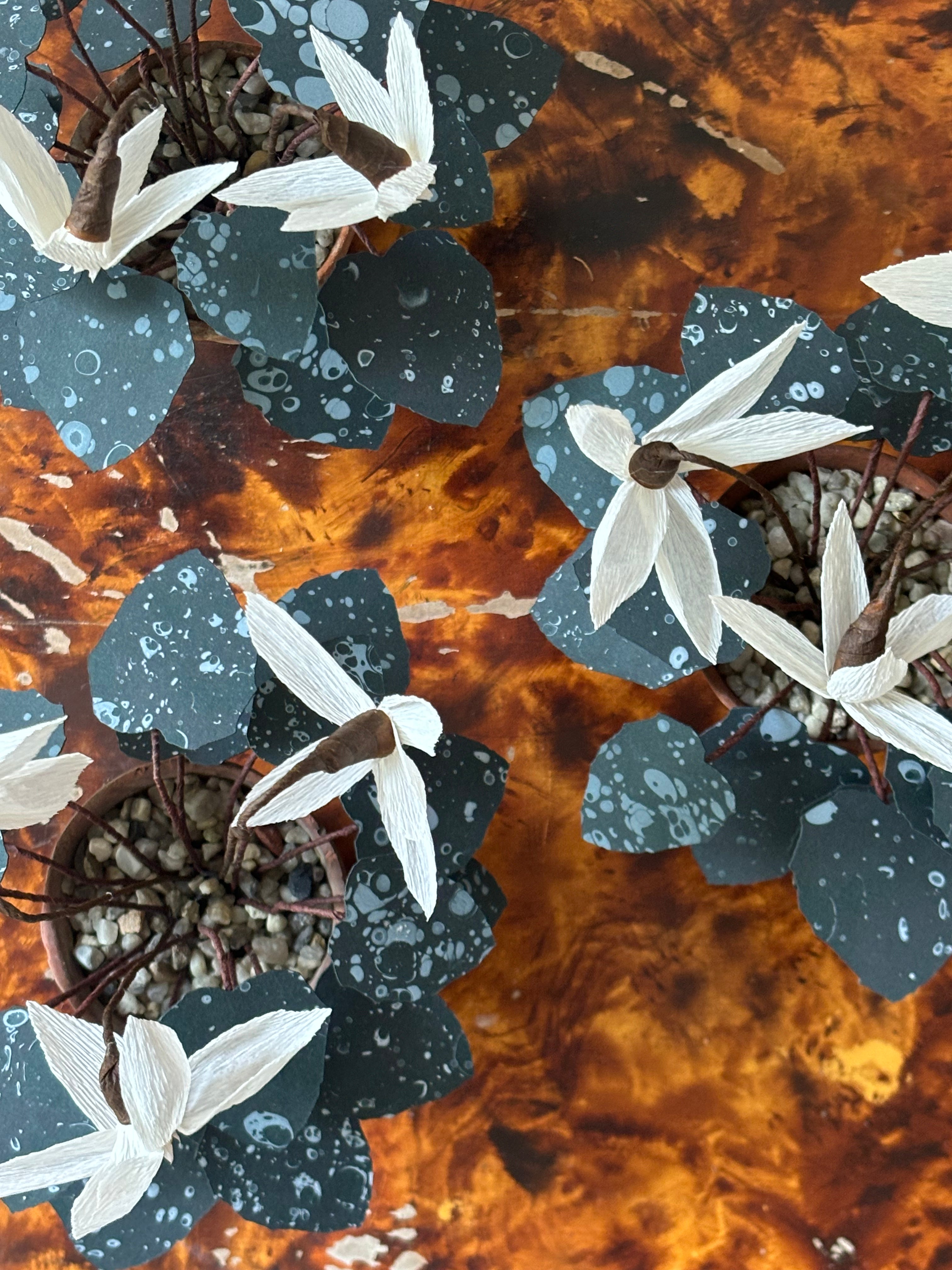 Cyclamen 3