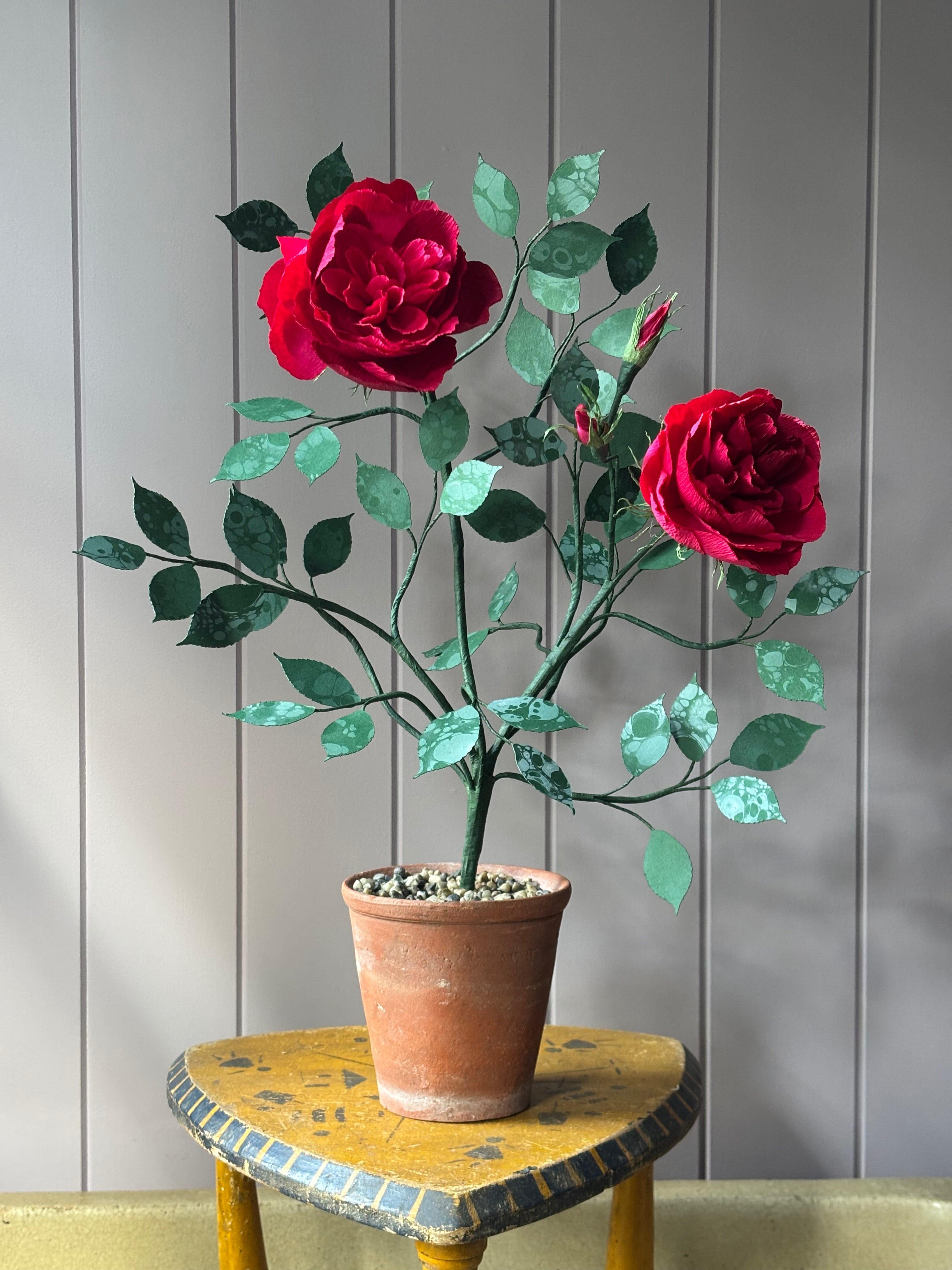 Paper Shrub Rose