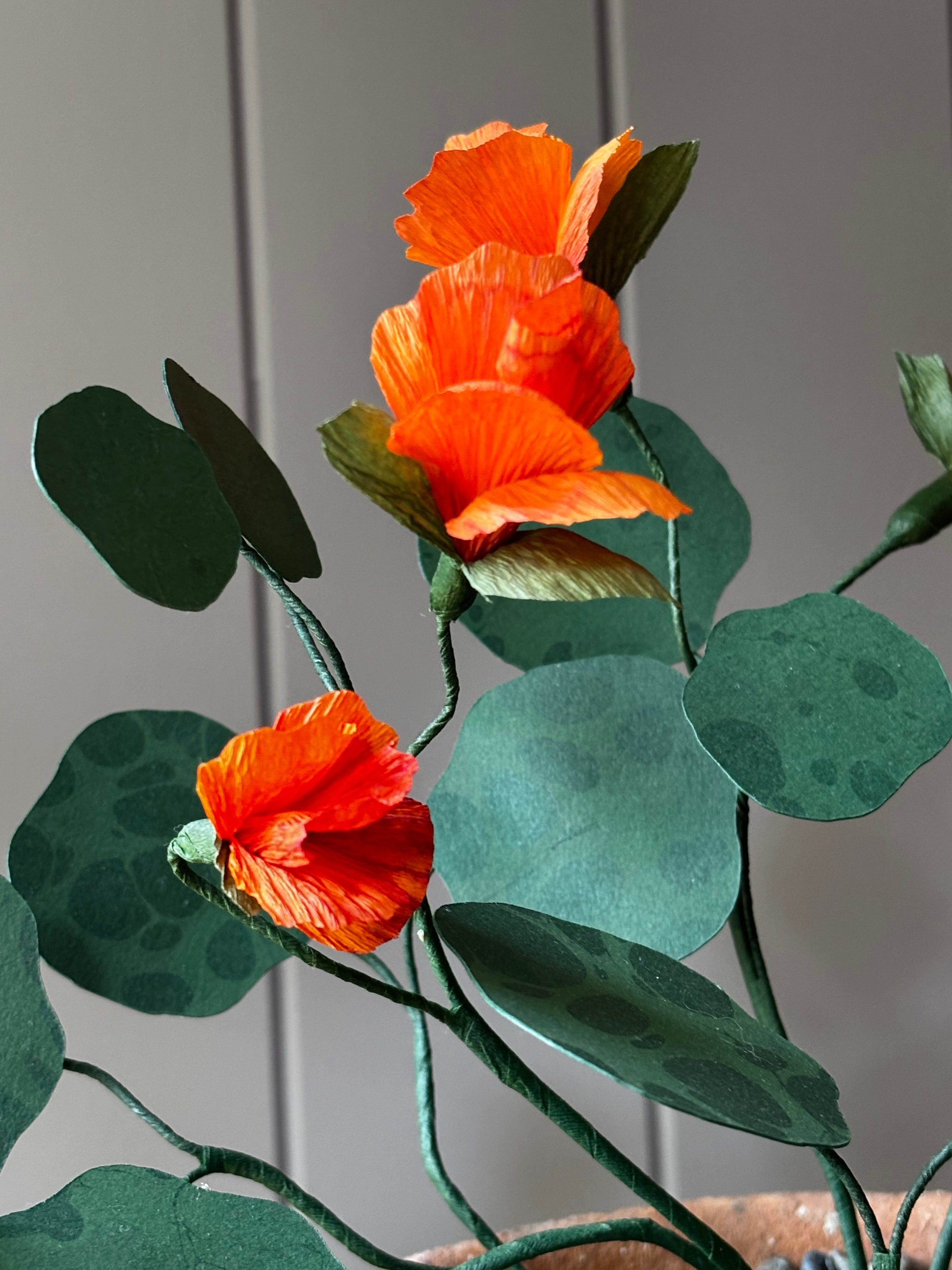 Paper Nasturtium, trailing