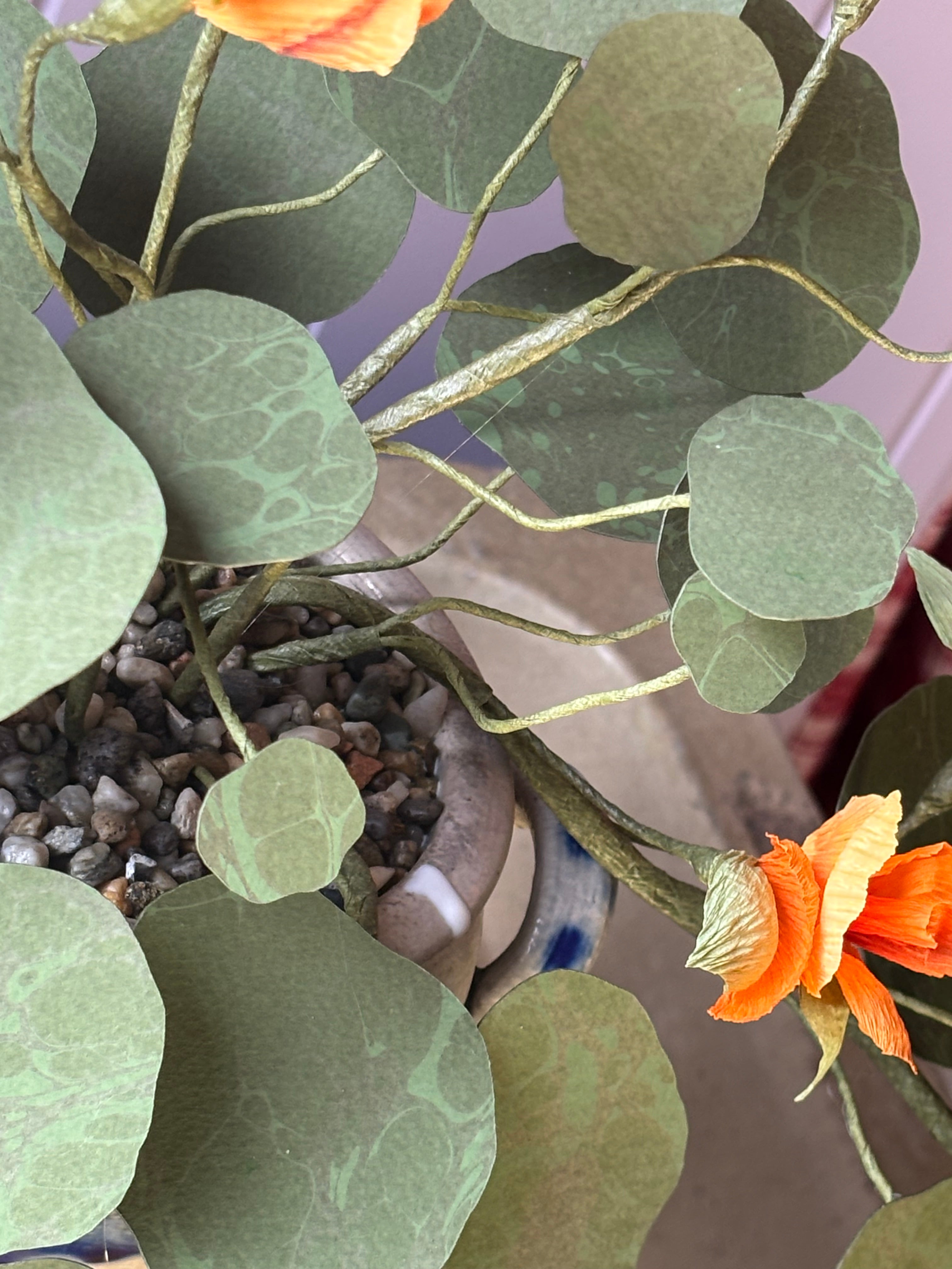 Nasturtium, trailing