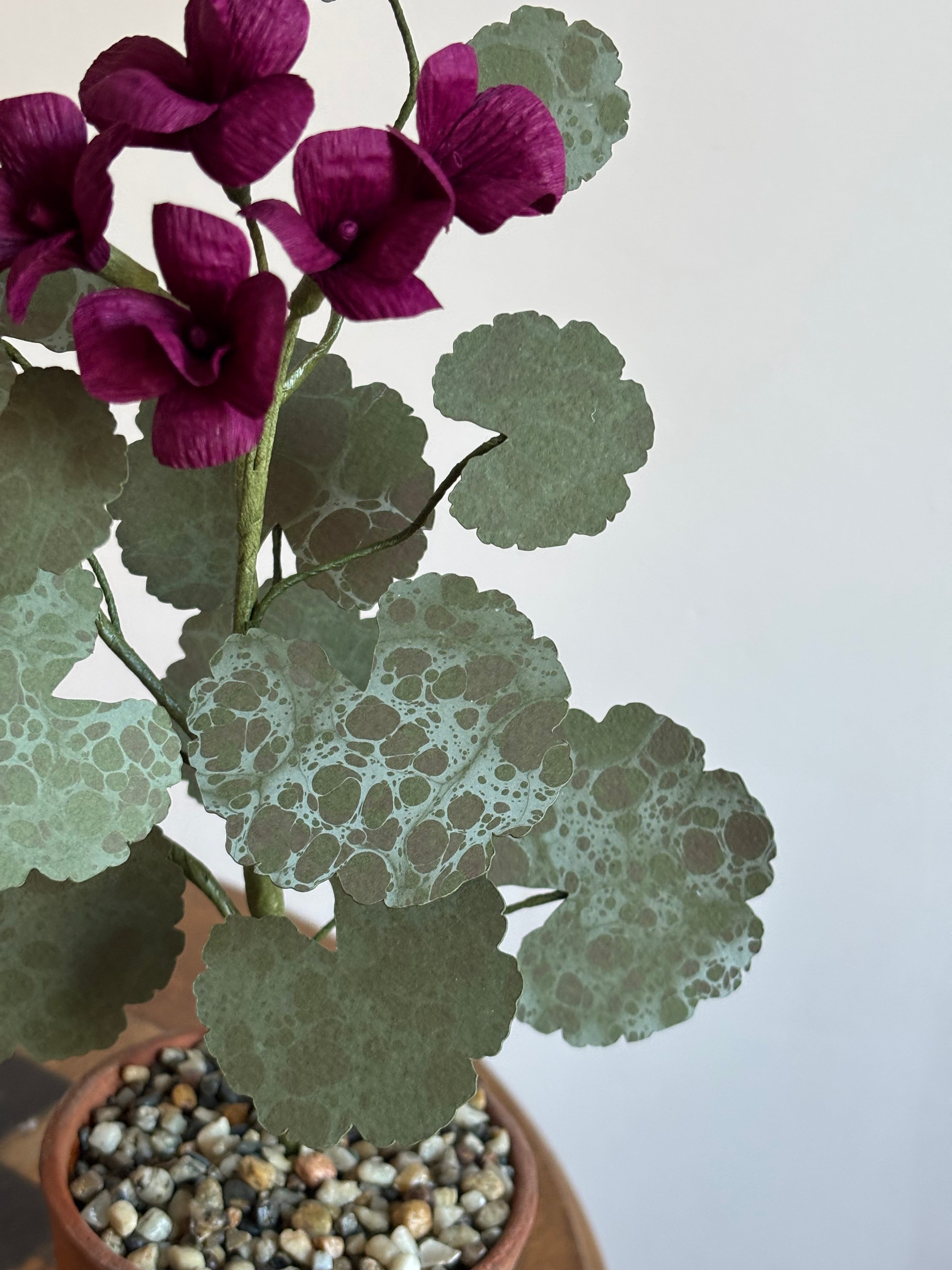 Paper Geranium
