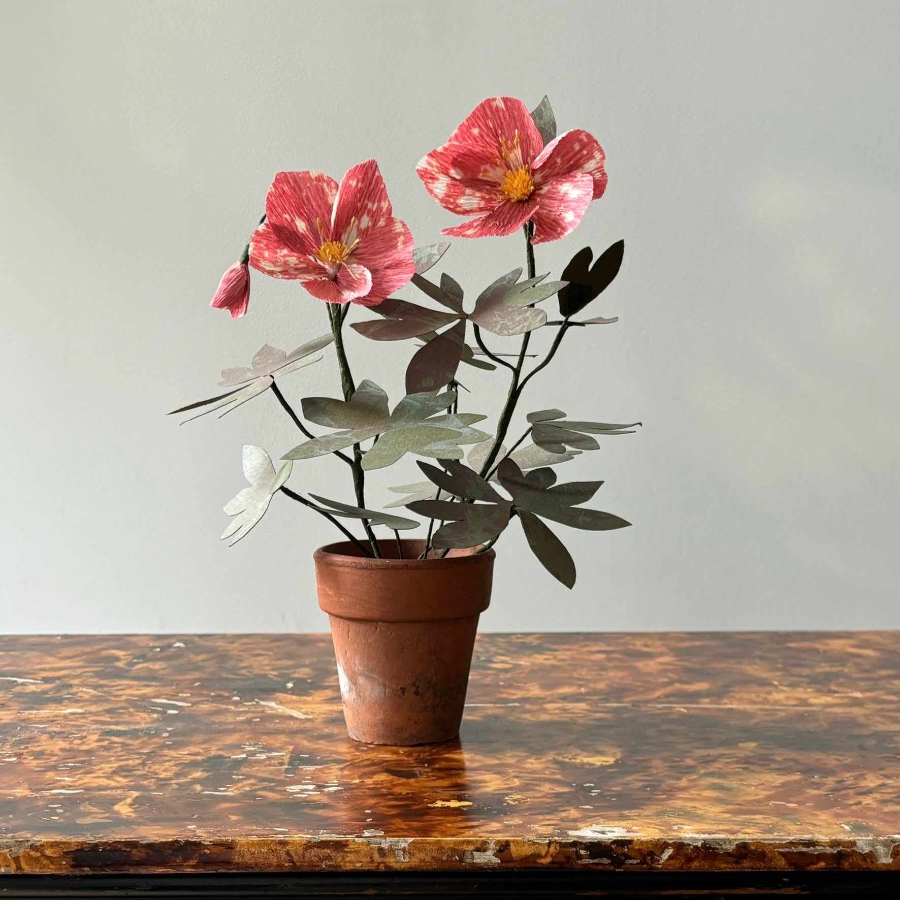 Paper Hellebore