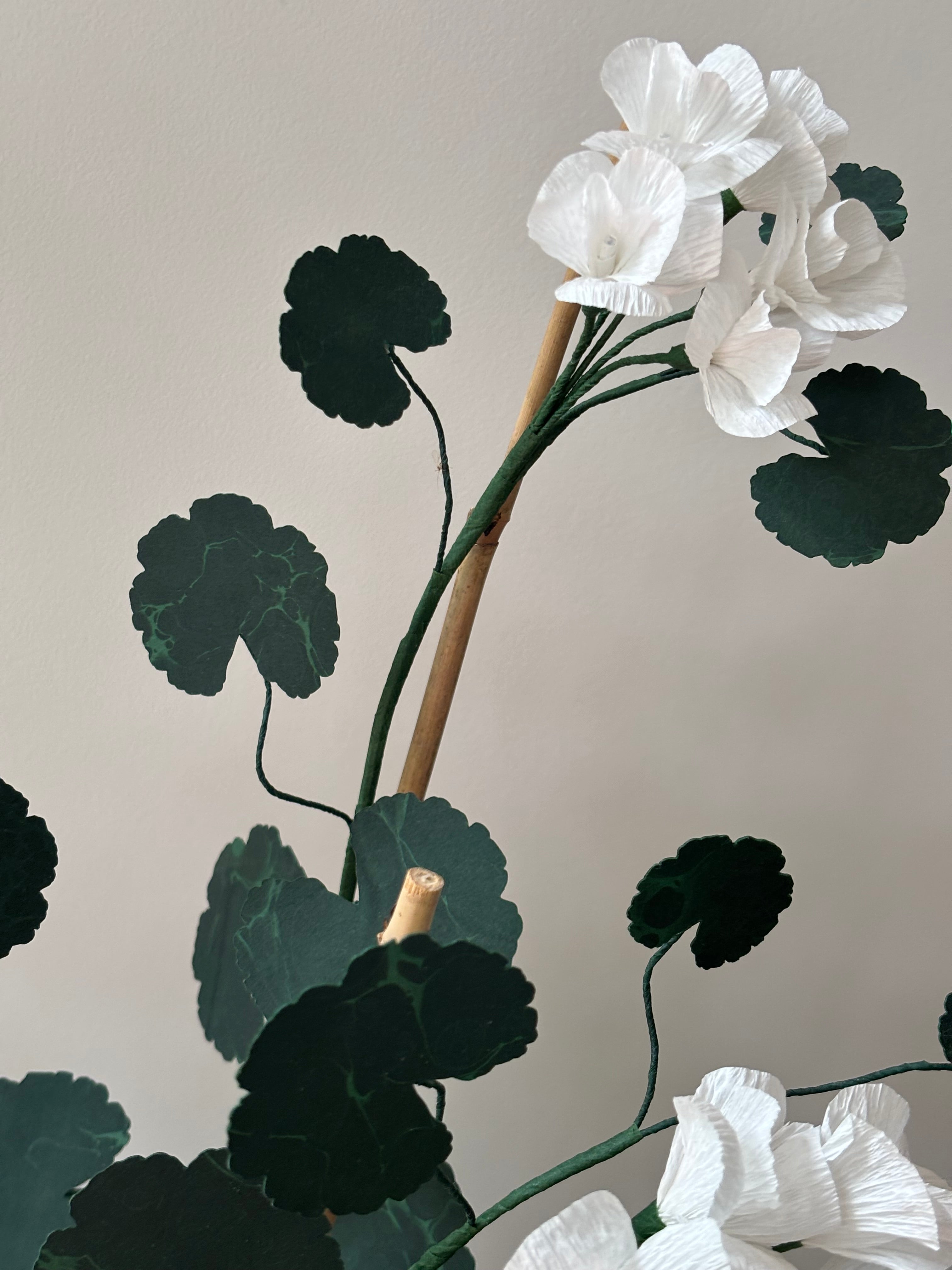 Paper Geranium