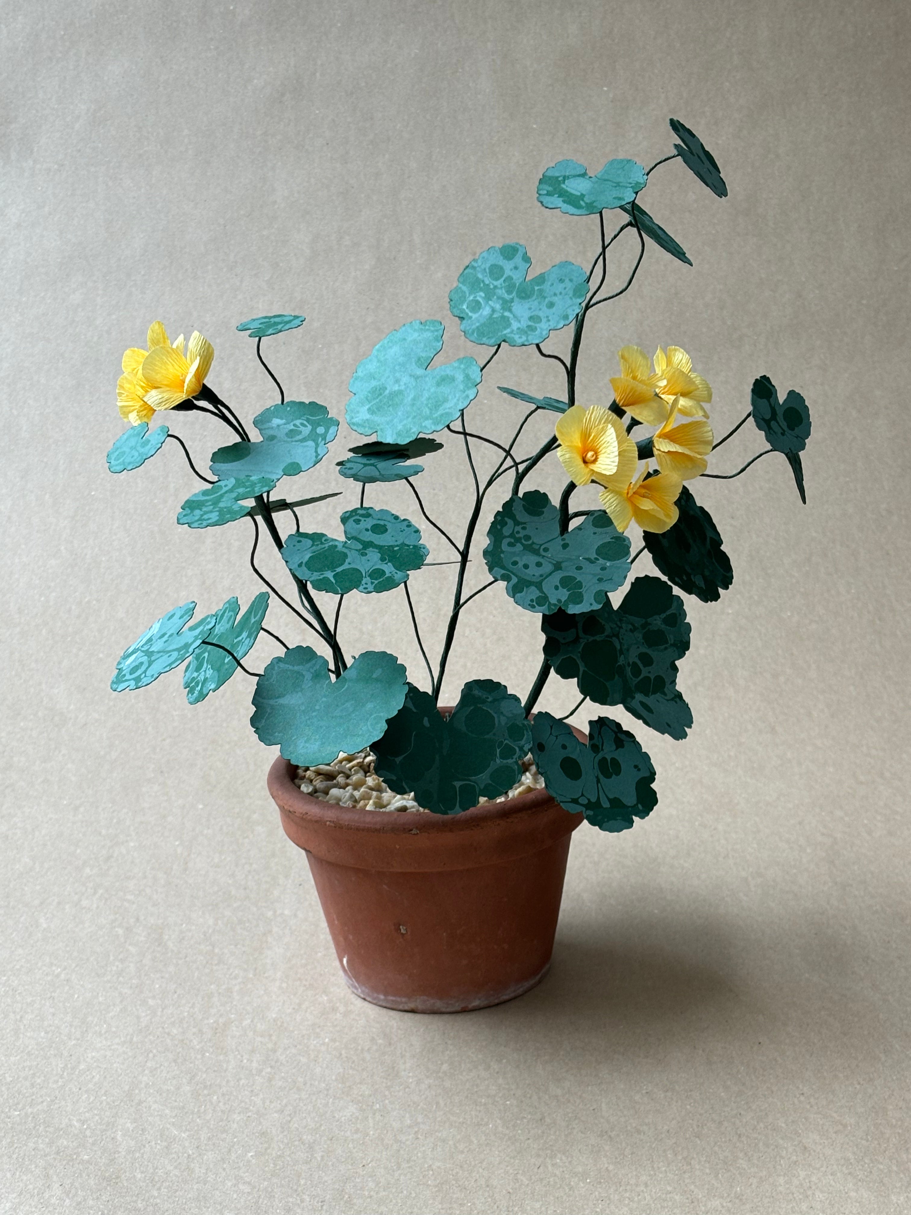 Geranium
