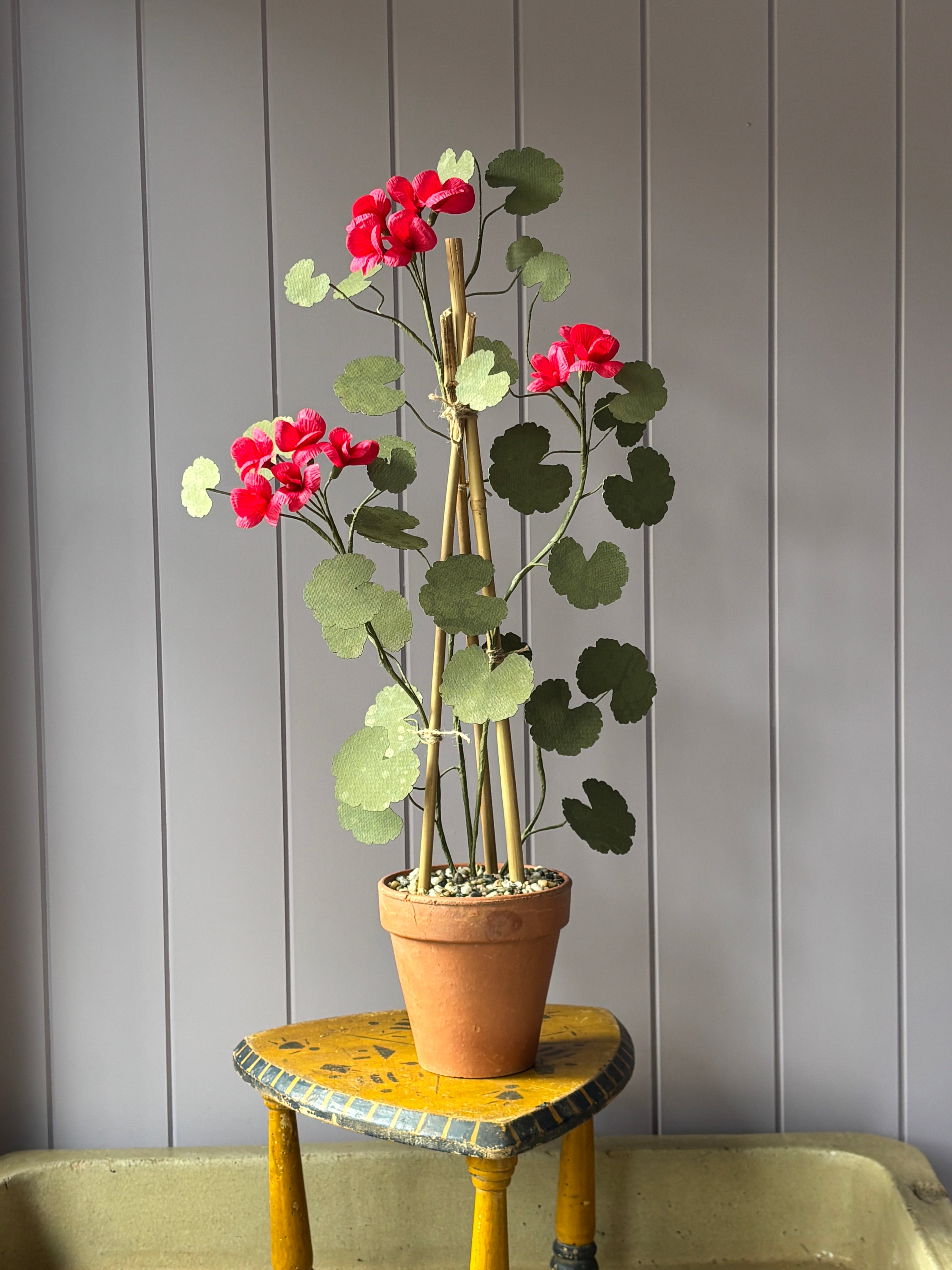 Paper geranium