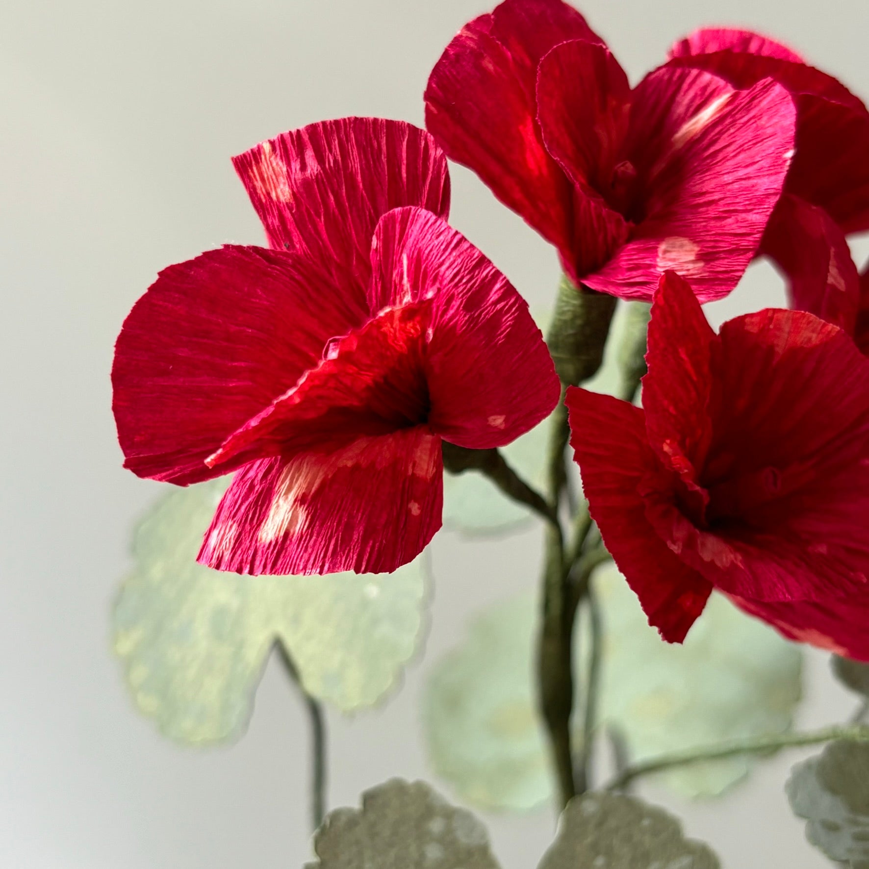 Paper Geranium