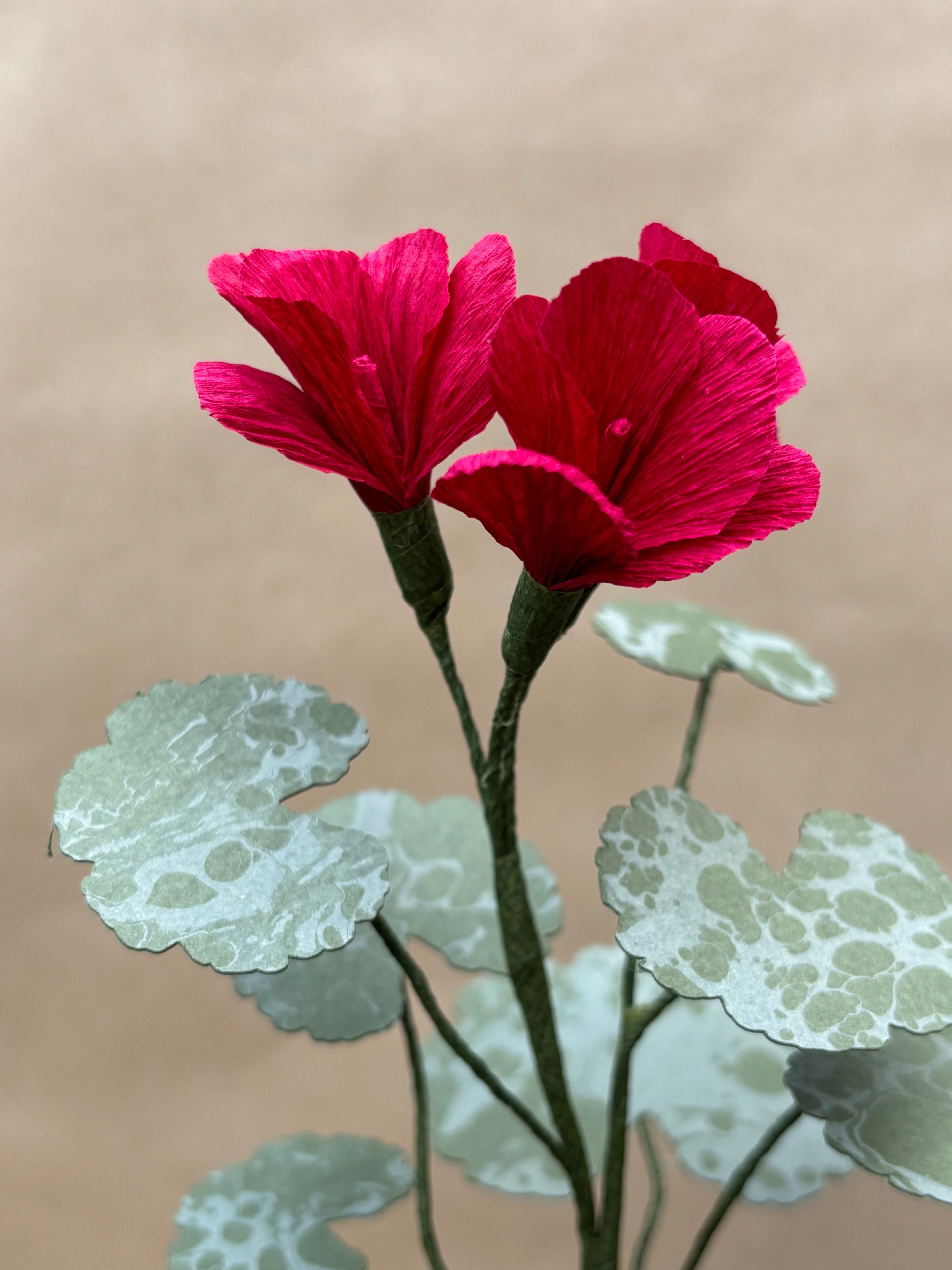 Geranium