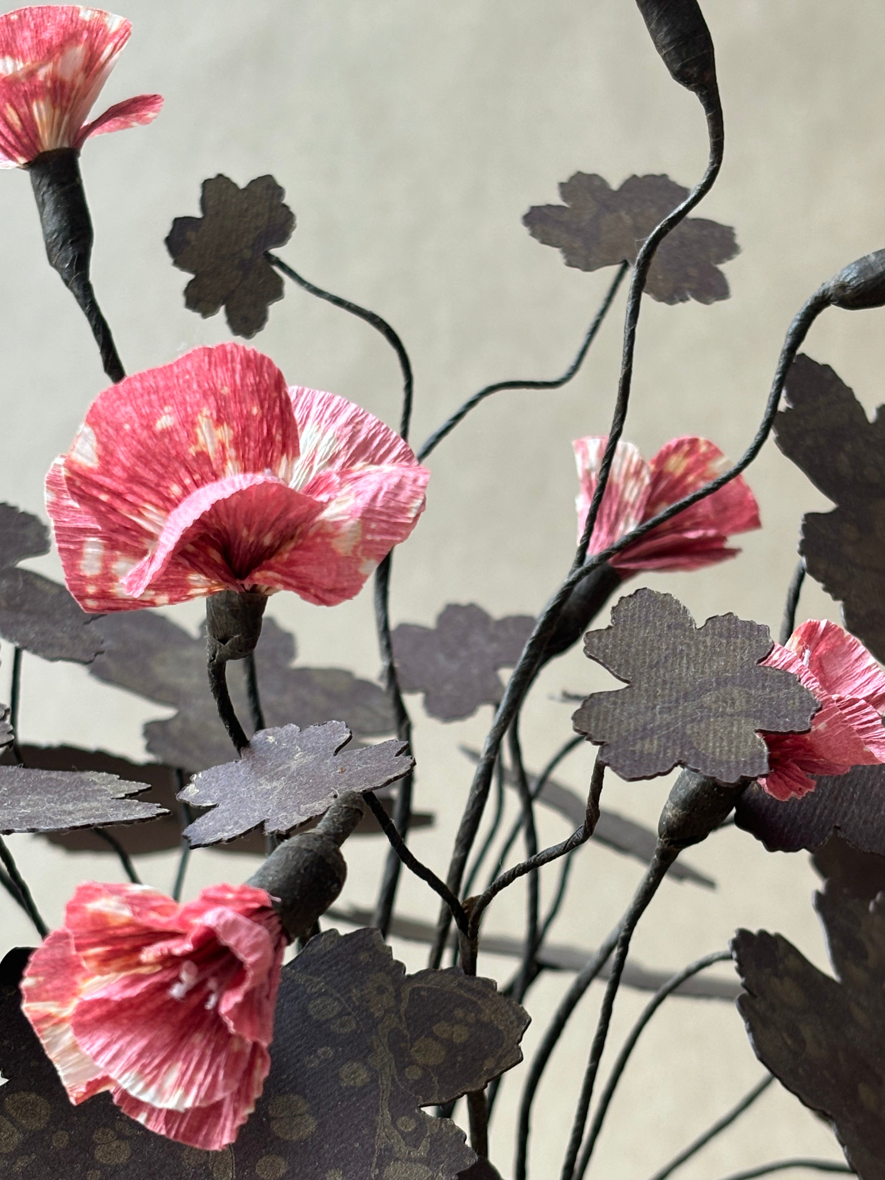 Geranium, Hardy