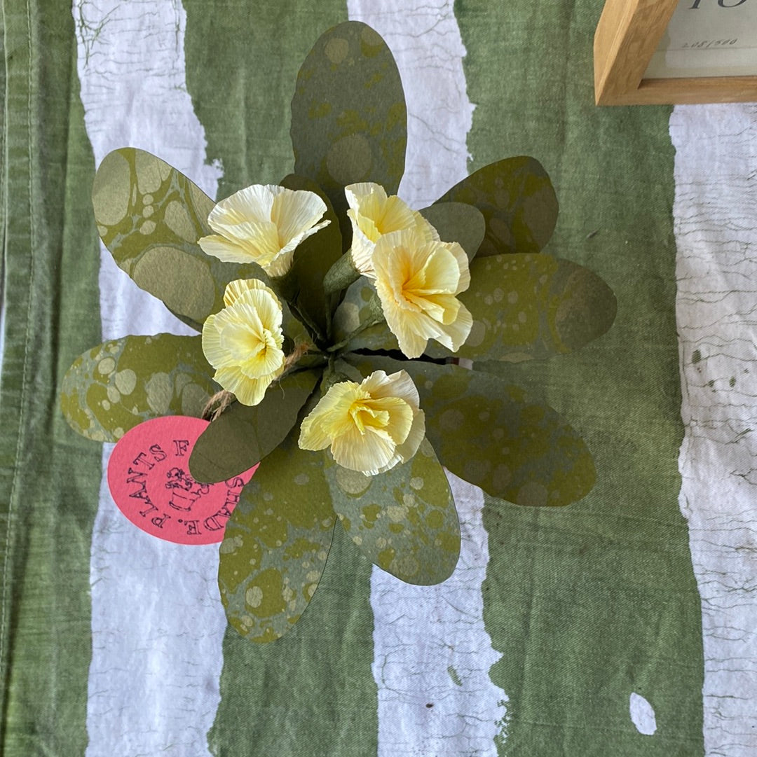 Paper primrose
