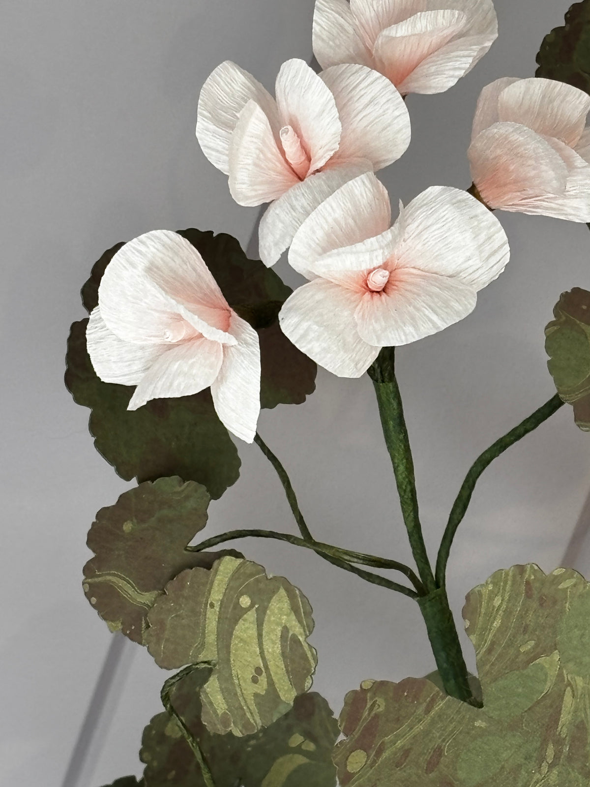 Paper geranium, scallop pot