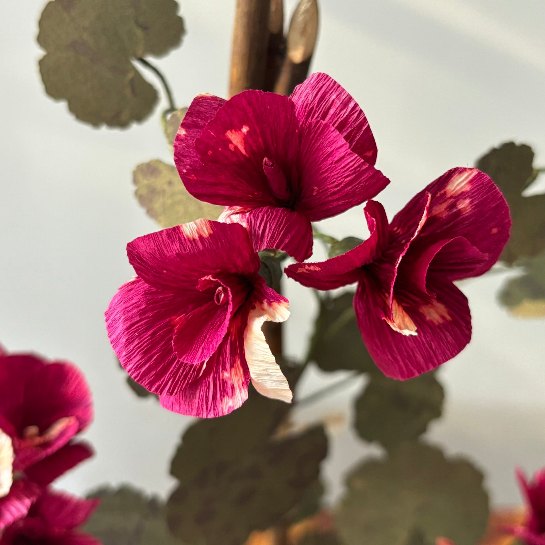 Paper Geranium