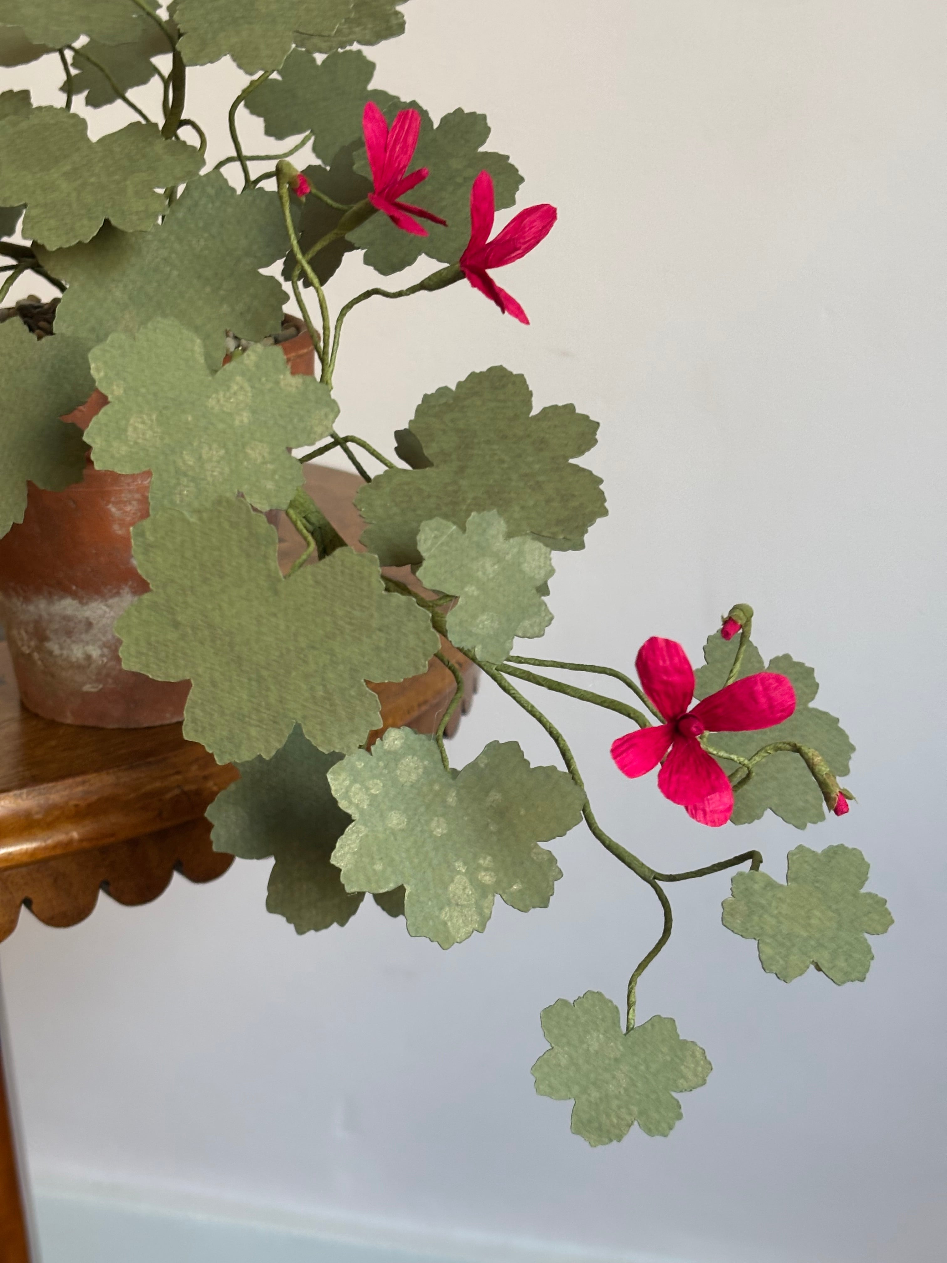 Paper Geranium, trailing