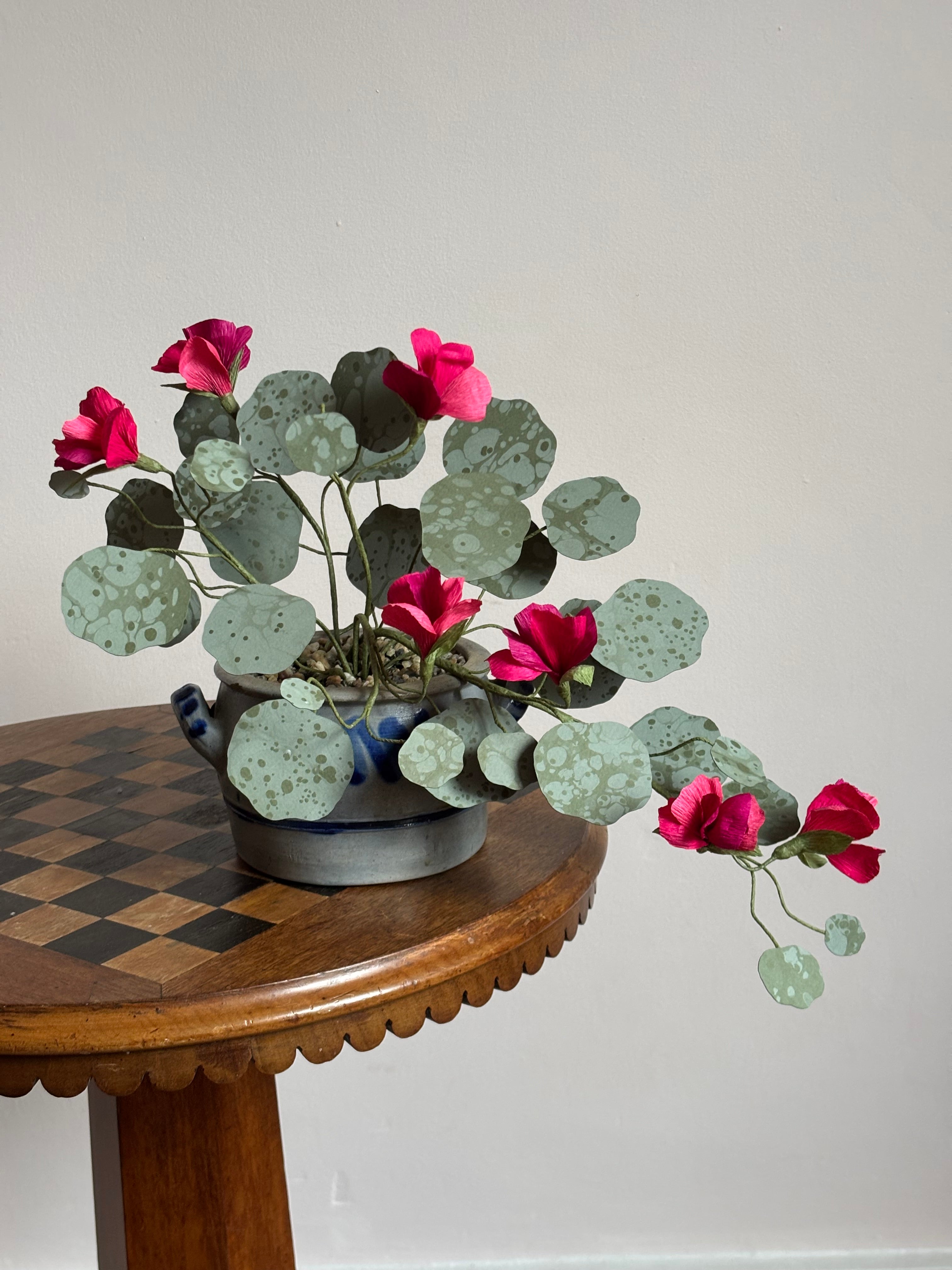 Nasturtium, trailing