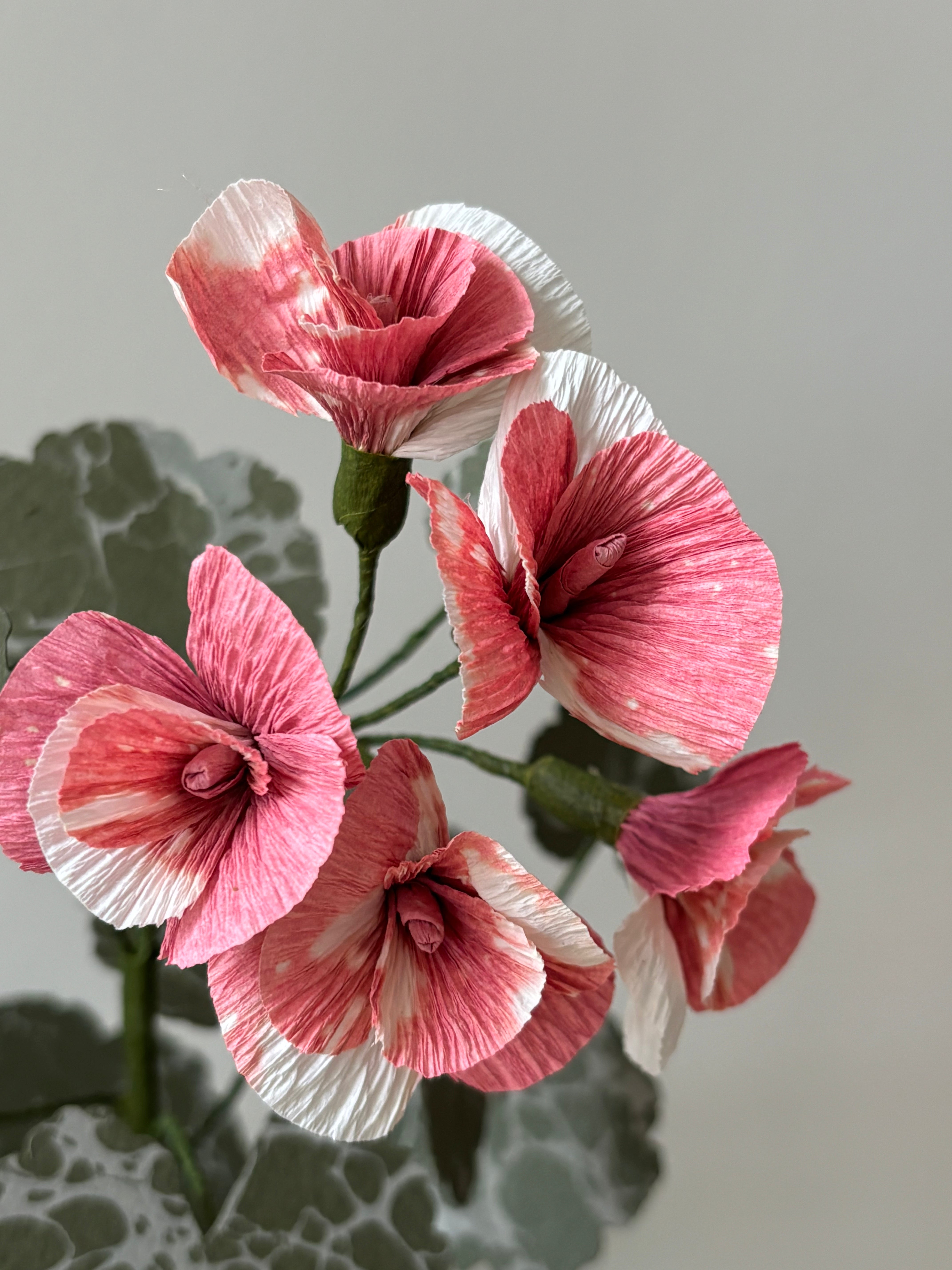 Geranium