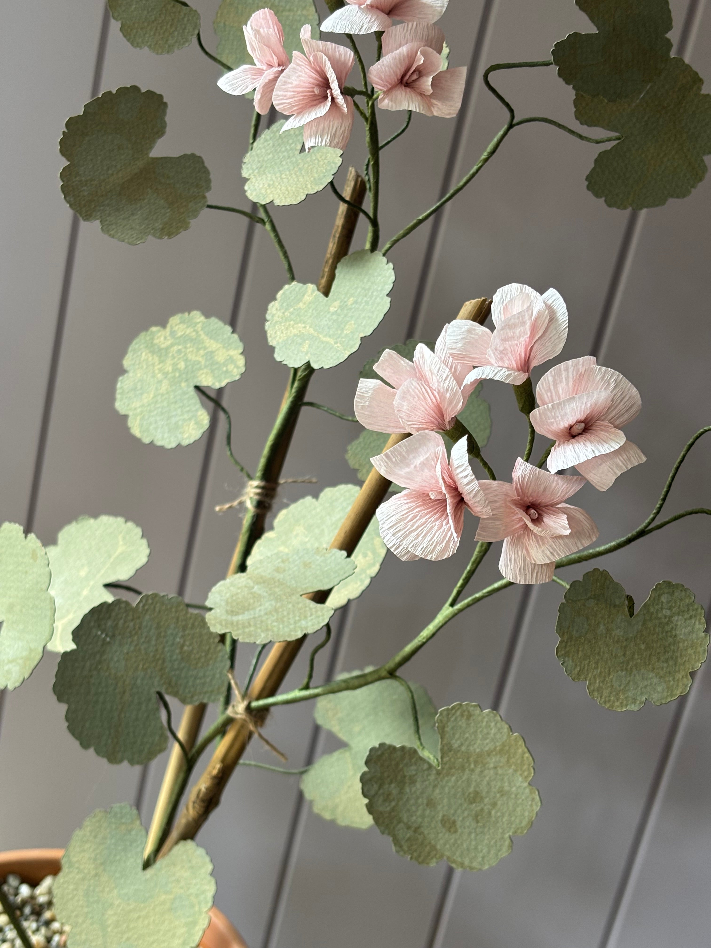 Paper geranium