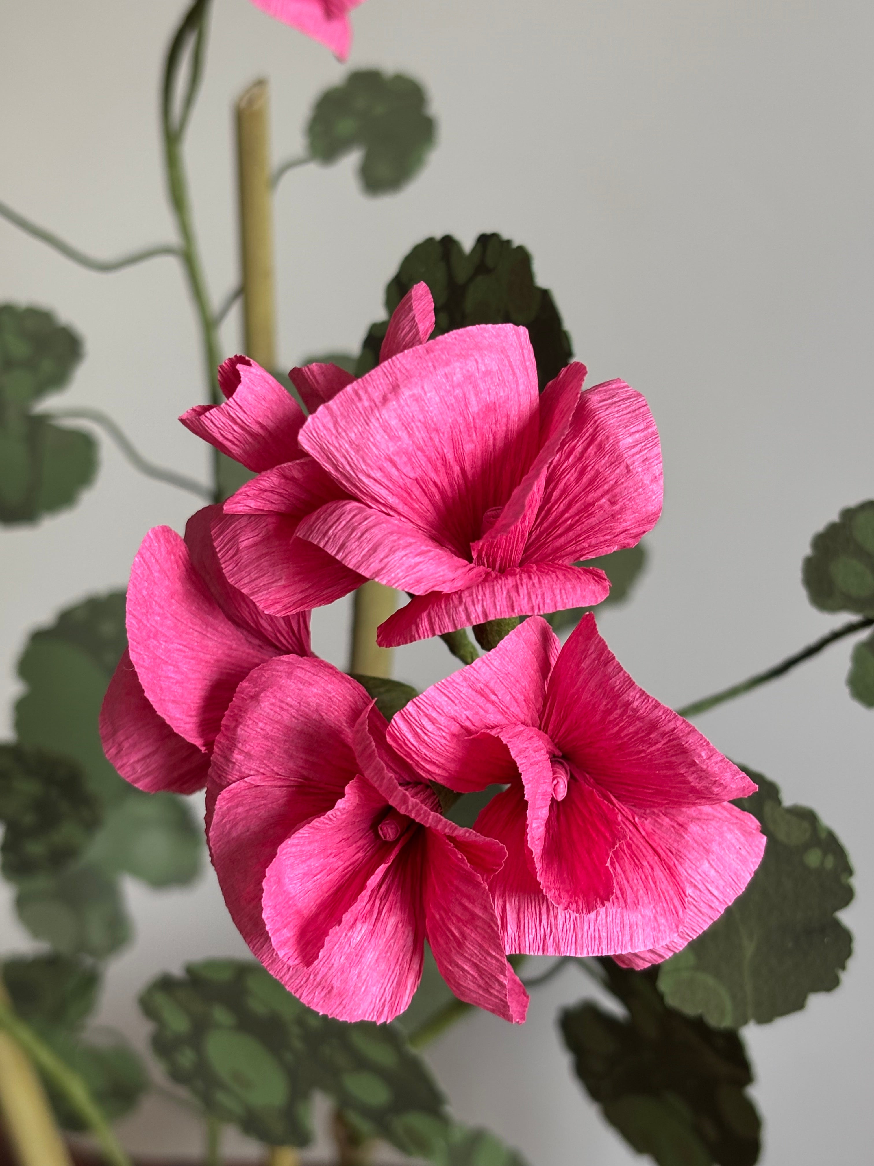 Paper Geranium
