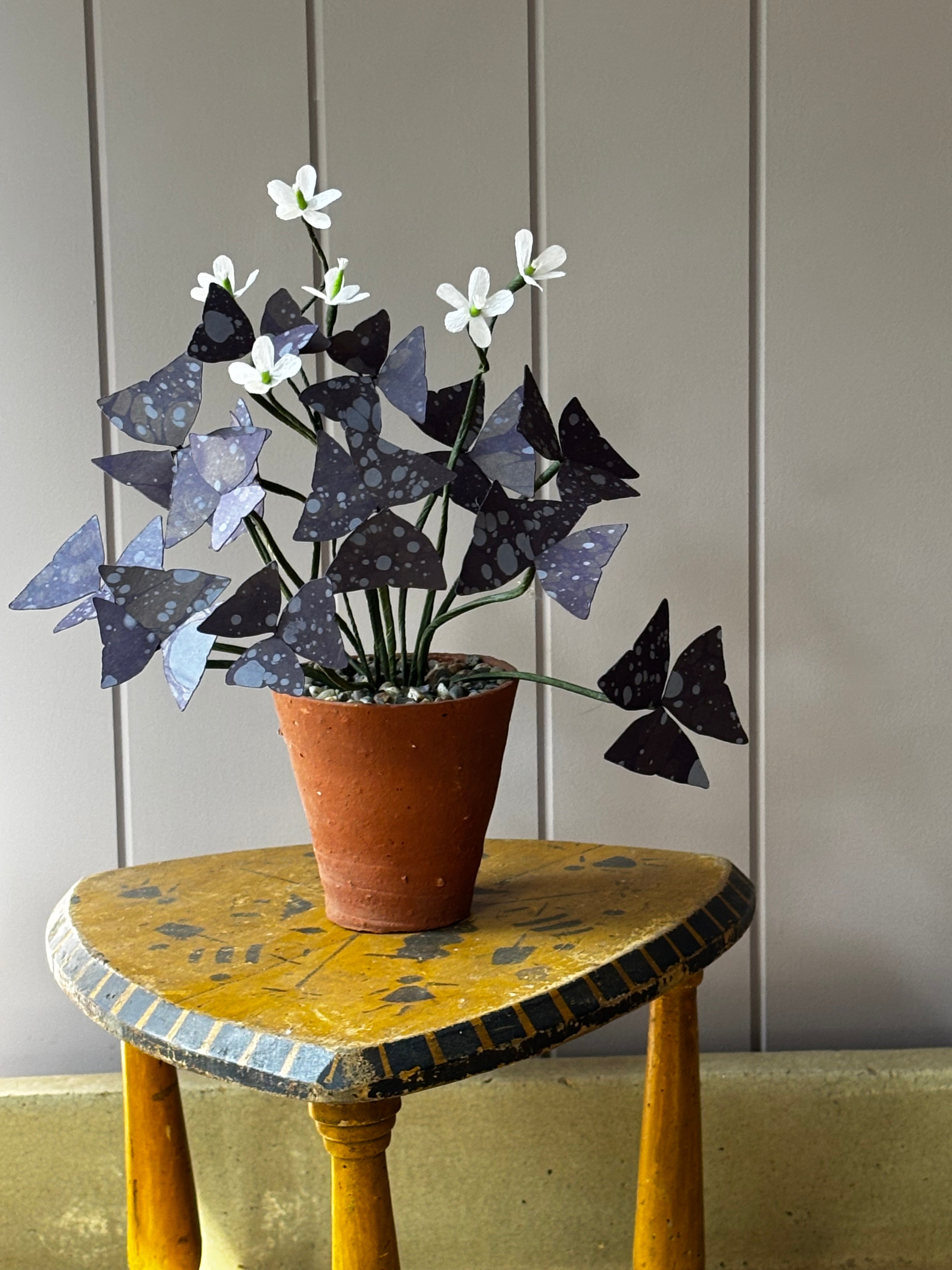 Paper Oxalis