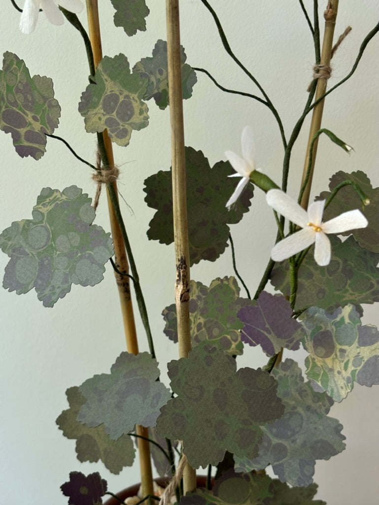 Geranium