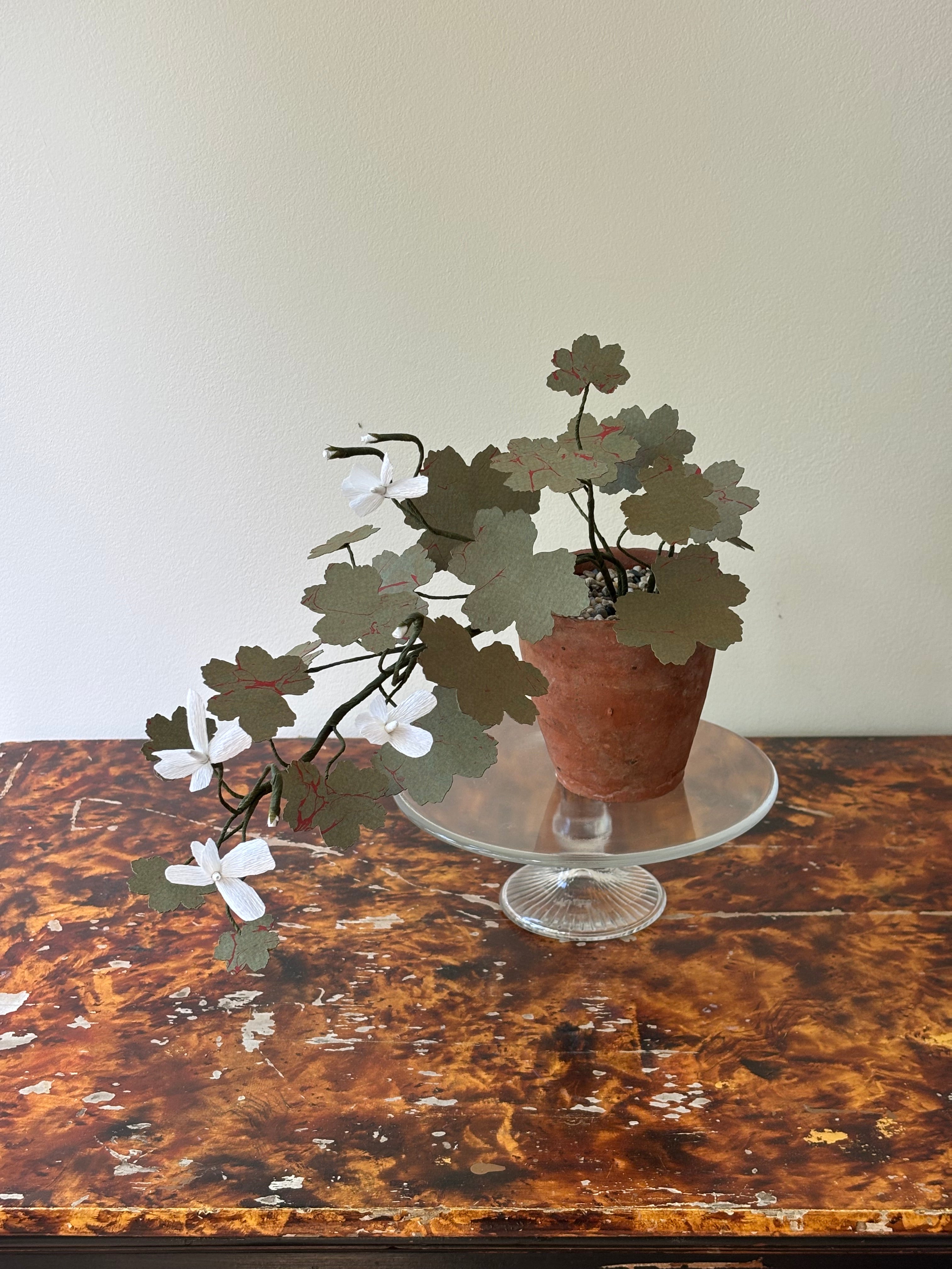 Geranium, trailing