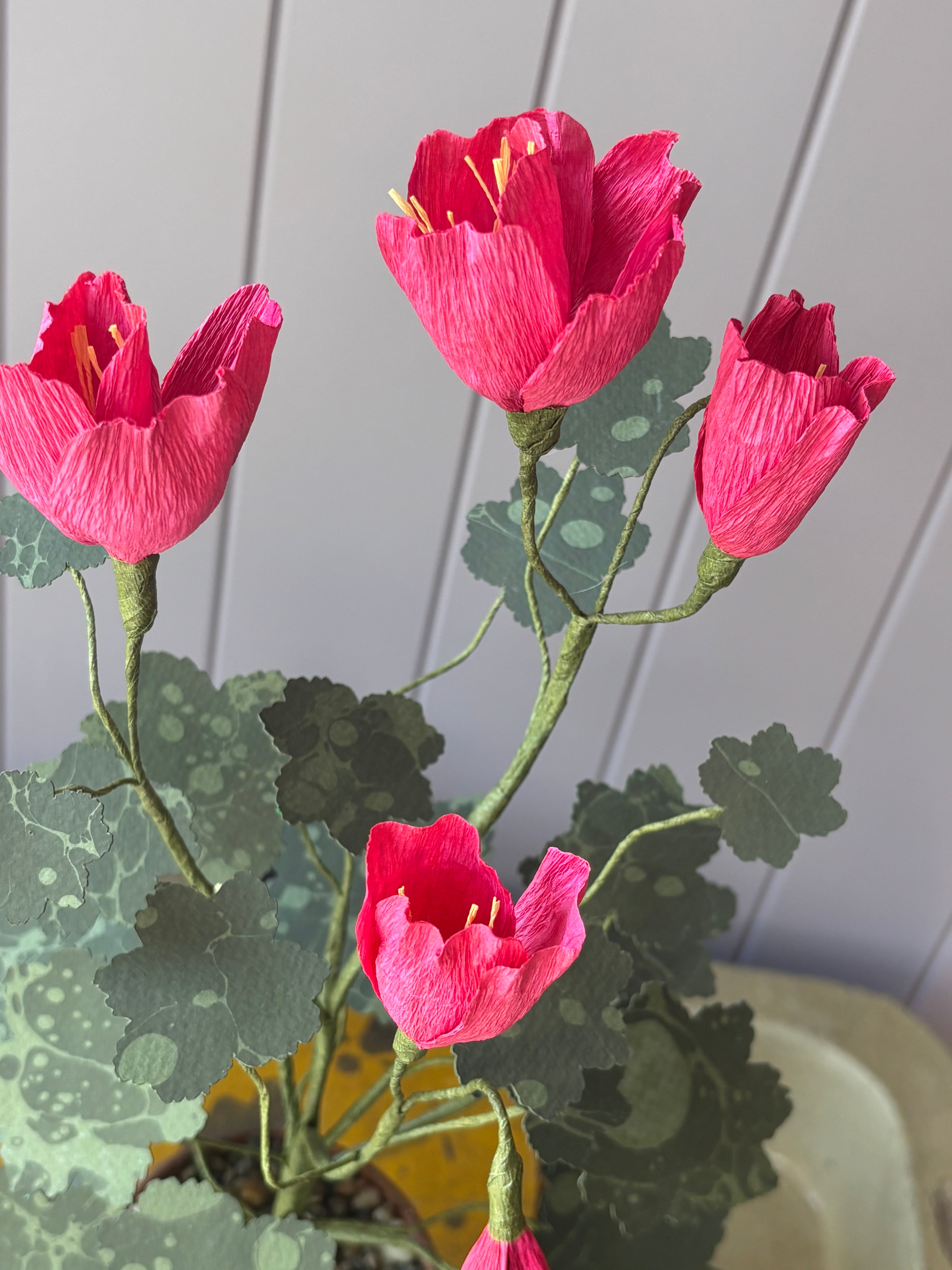 Paper pelargonium