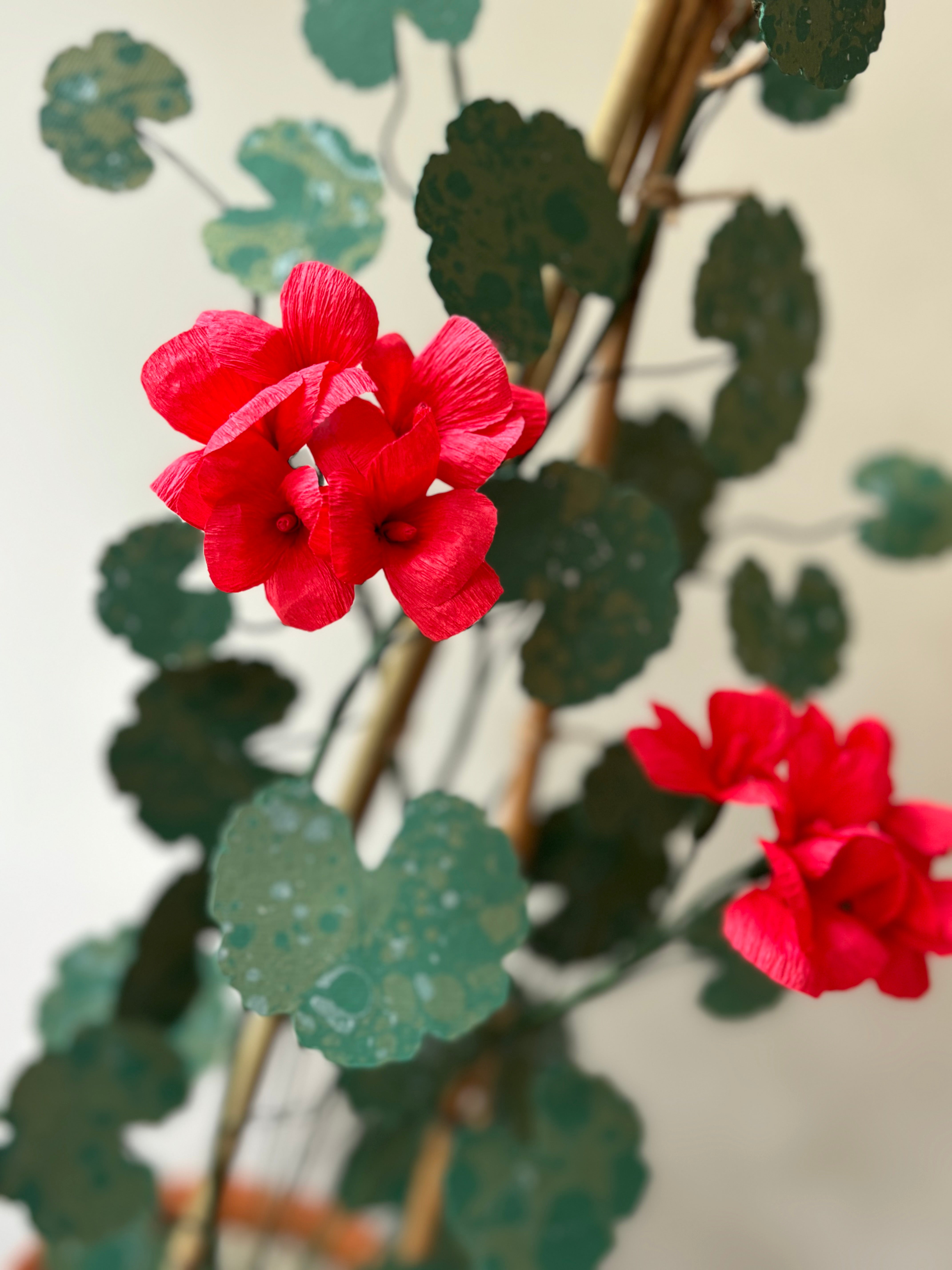 Paper Geranium