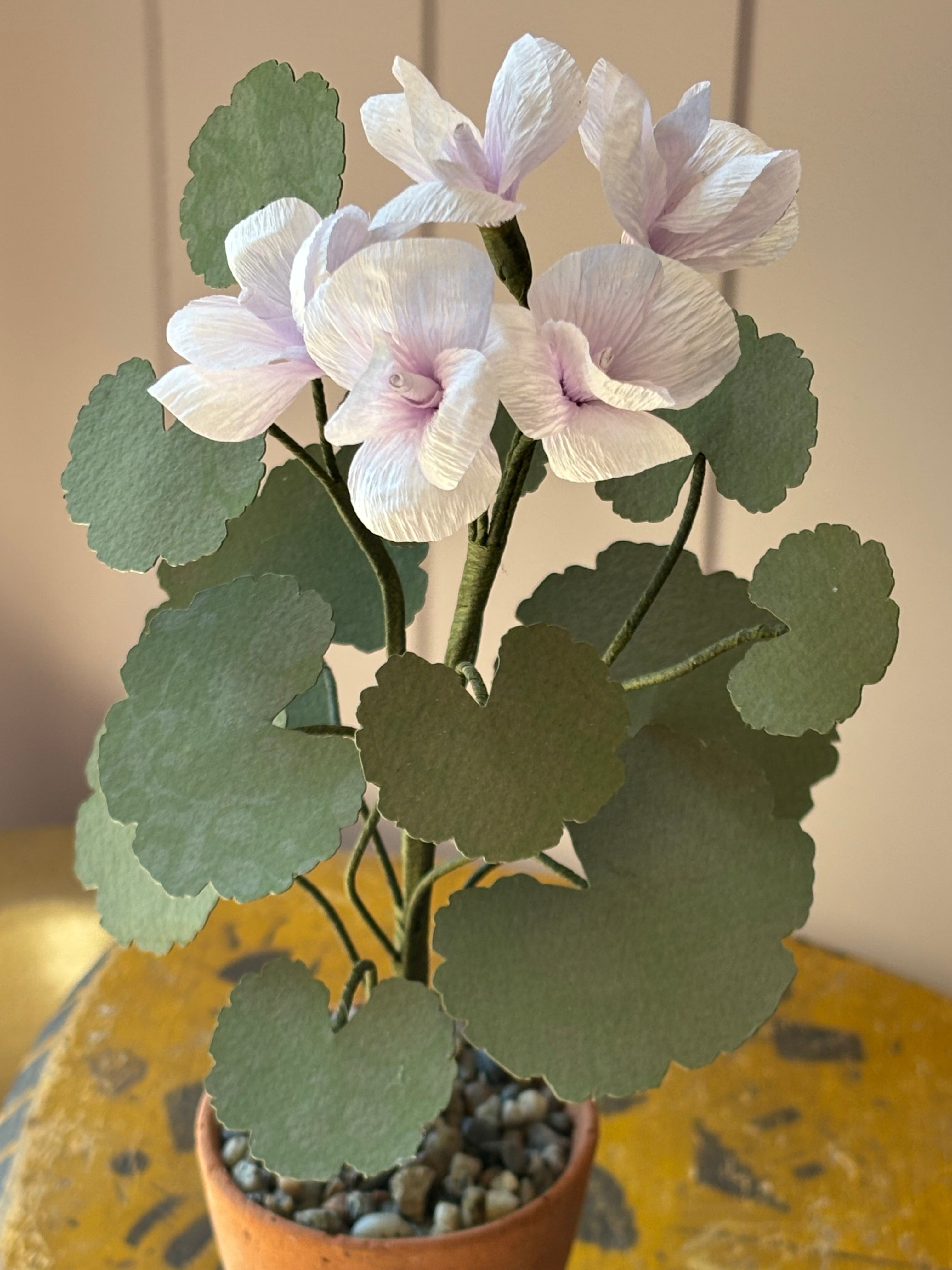 Paper geranium