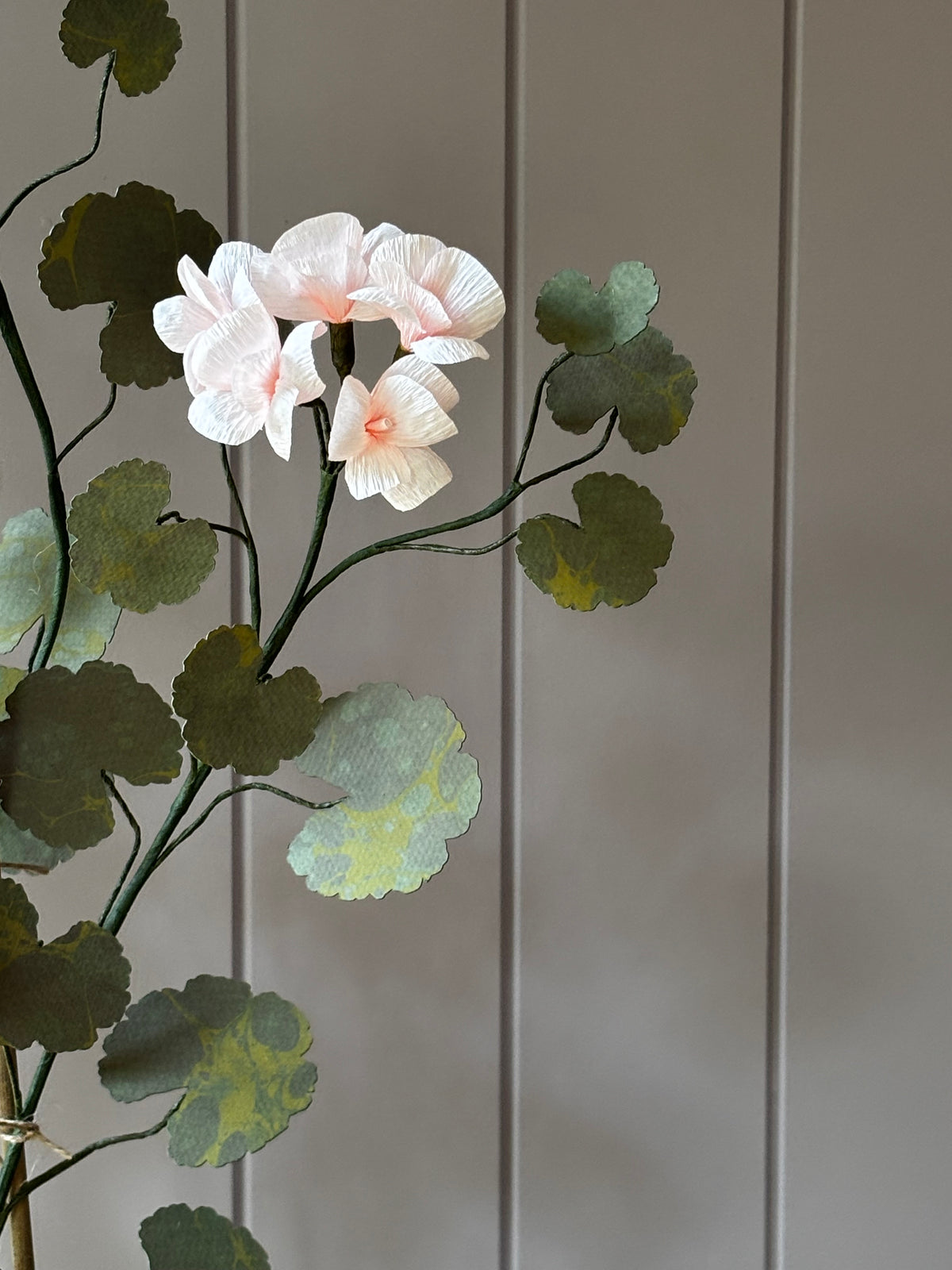 Paper geranium