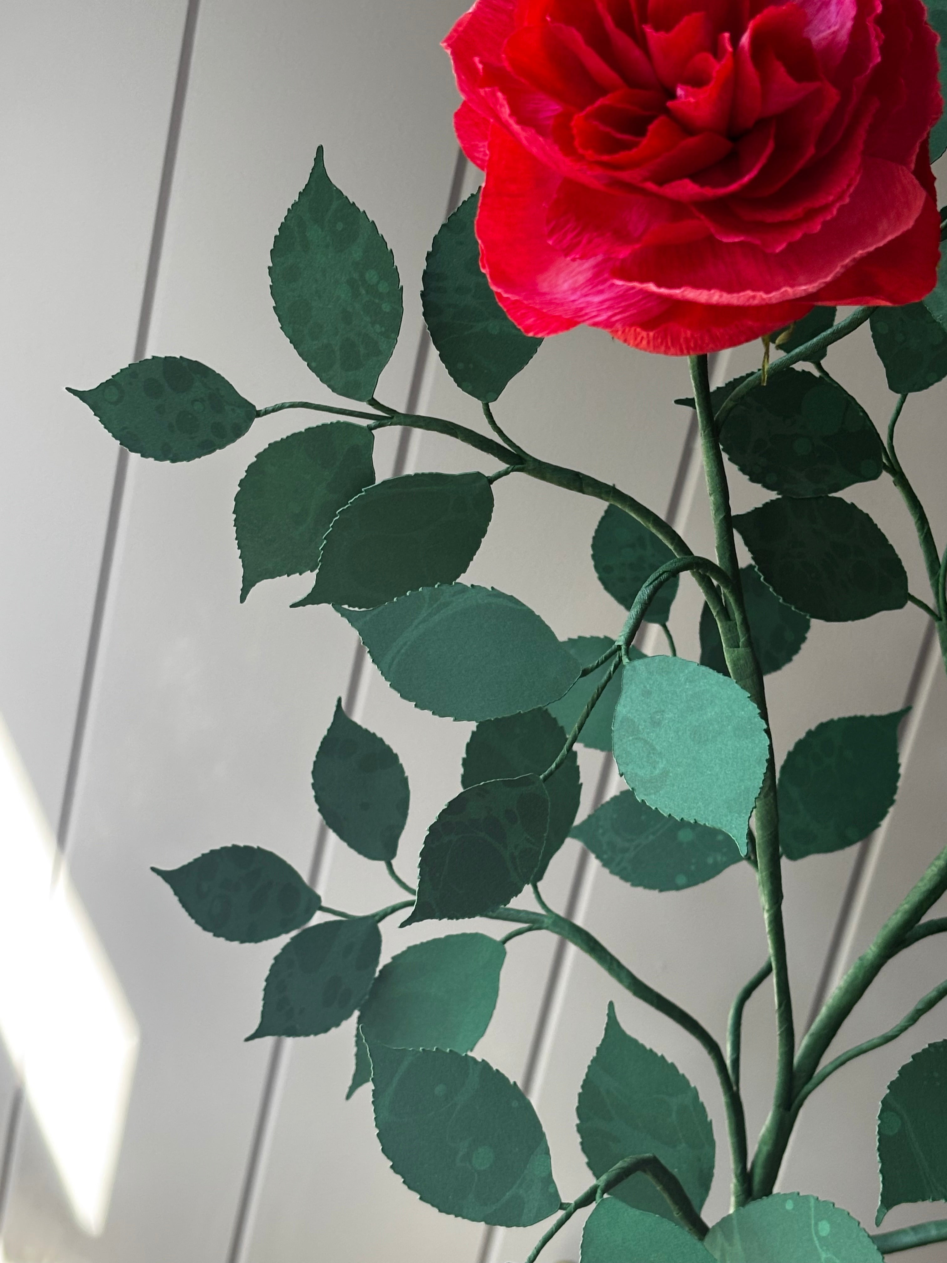 Paper Shrub Rose