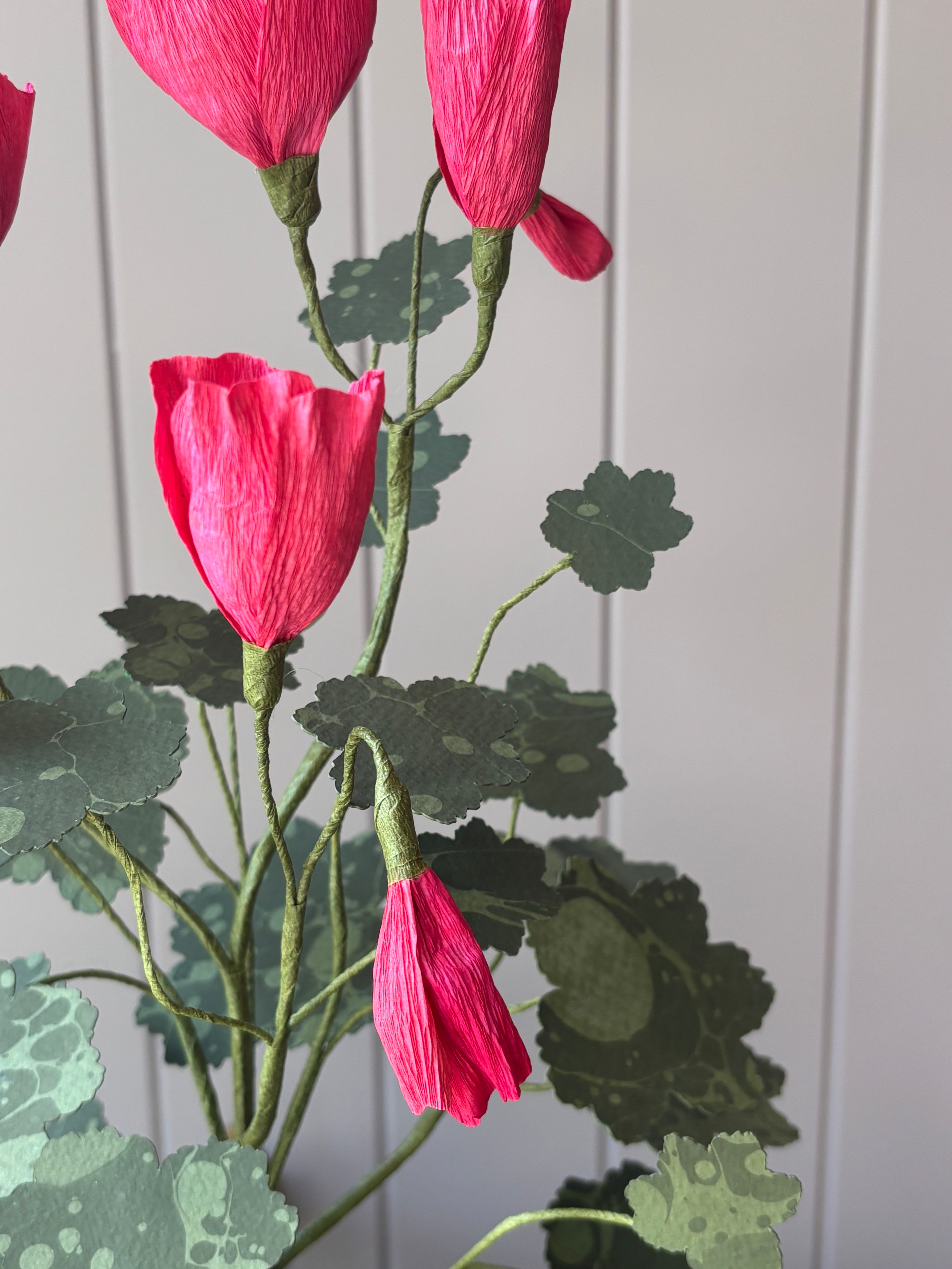 Paper pelargonium