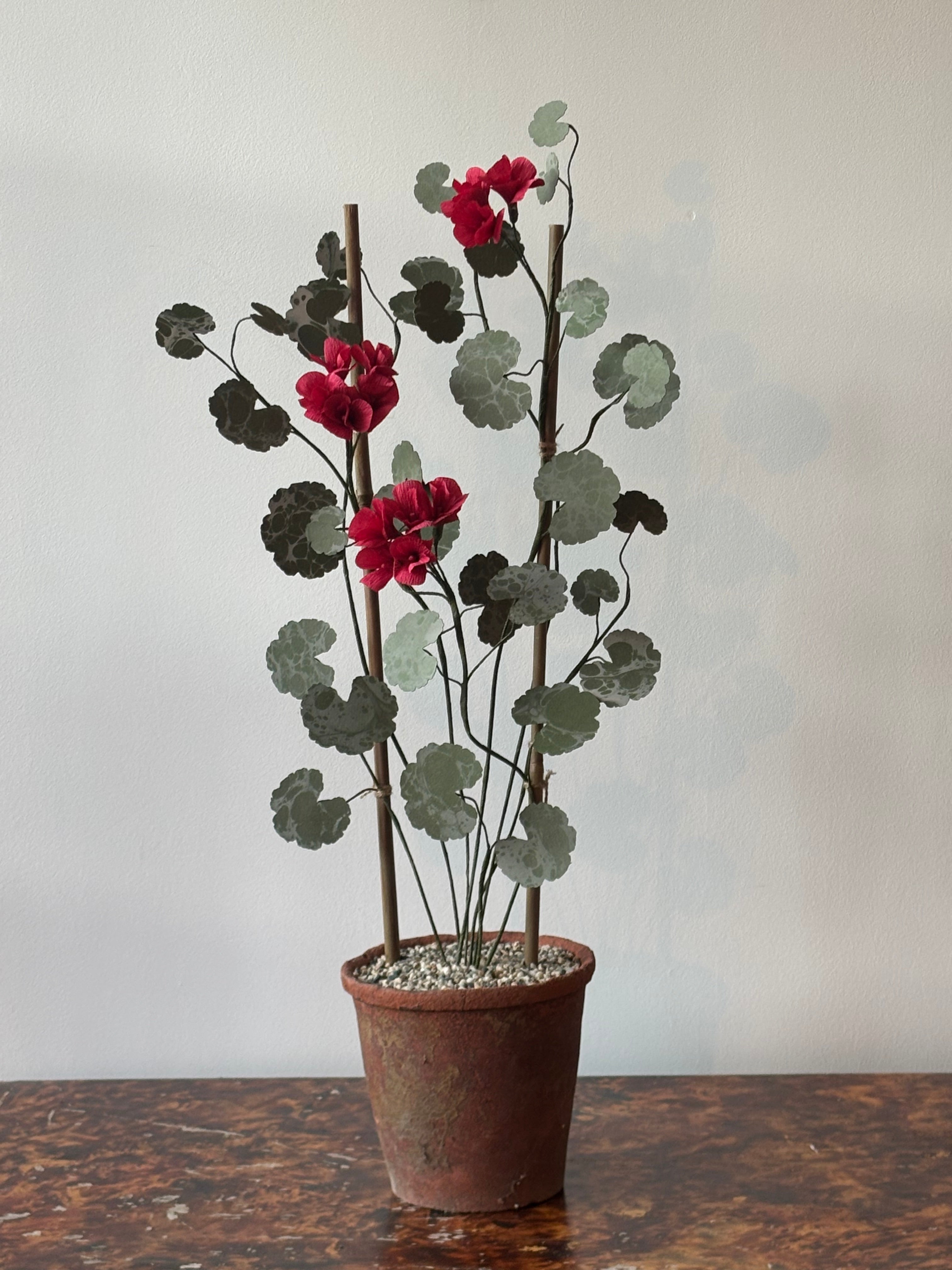Paper Geranium*