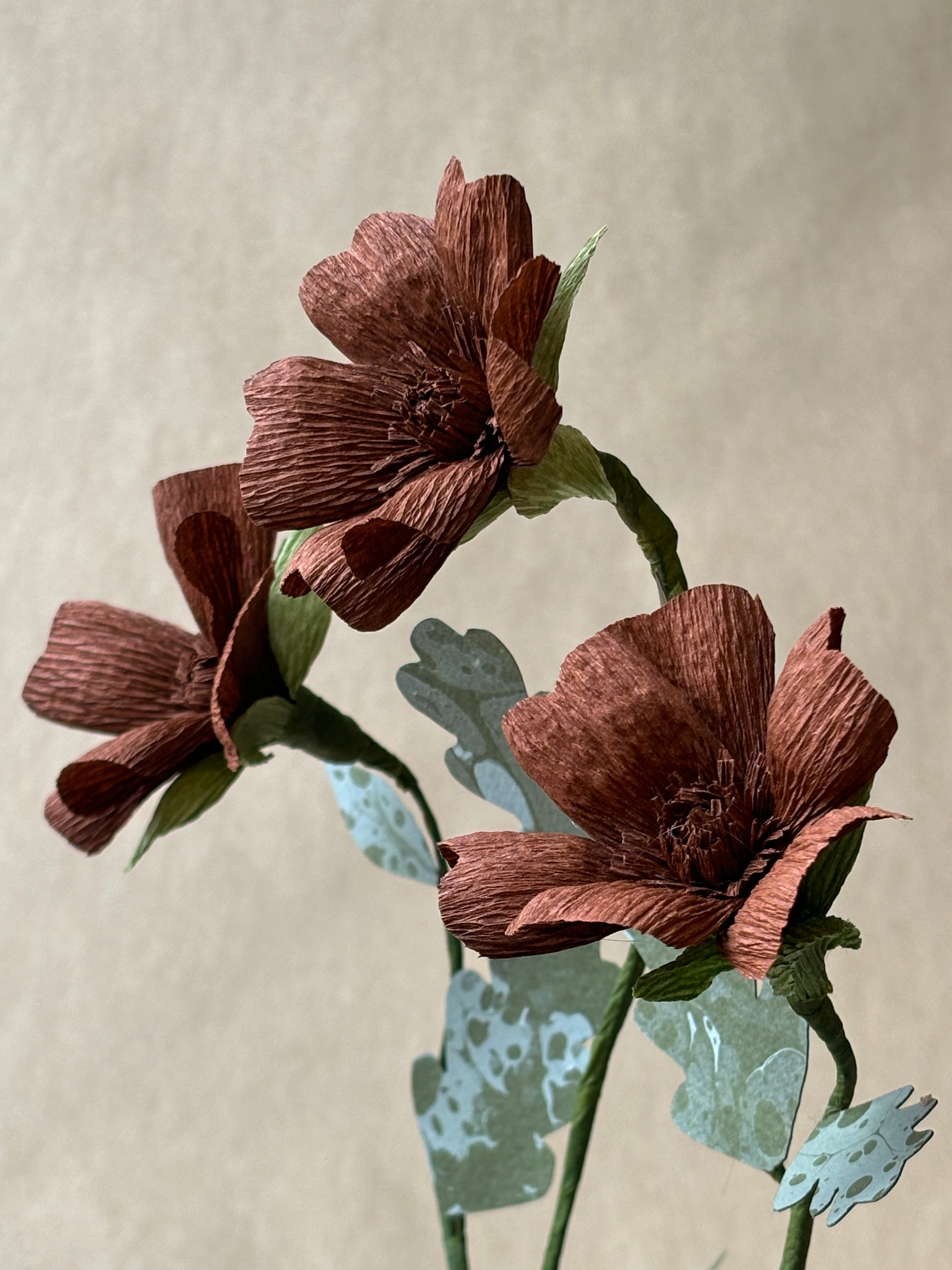Chocolate Cosmos