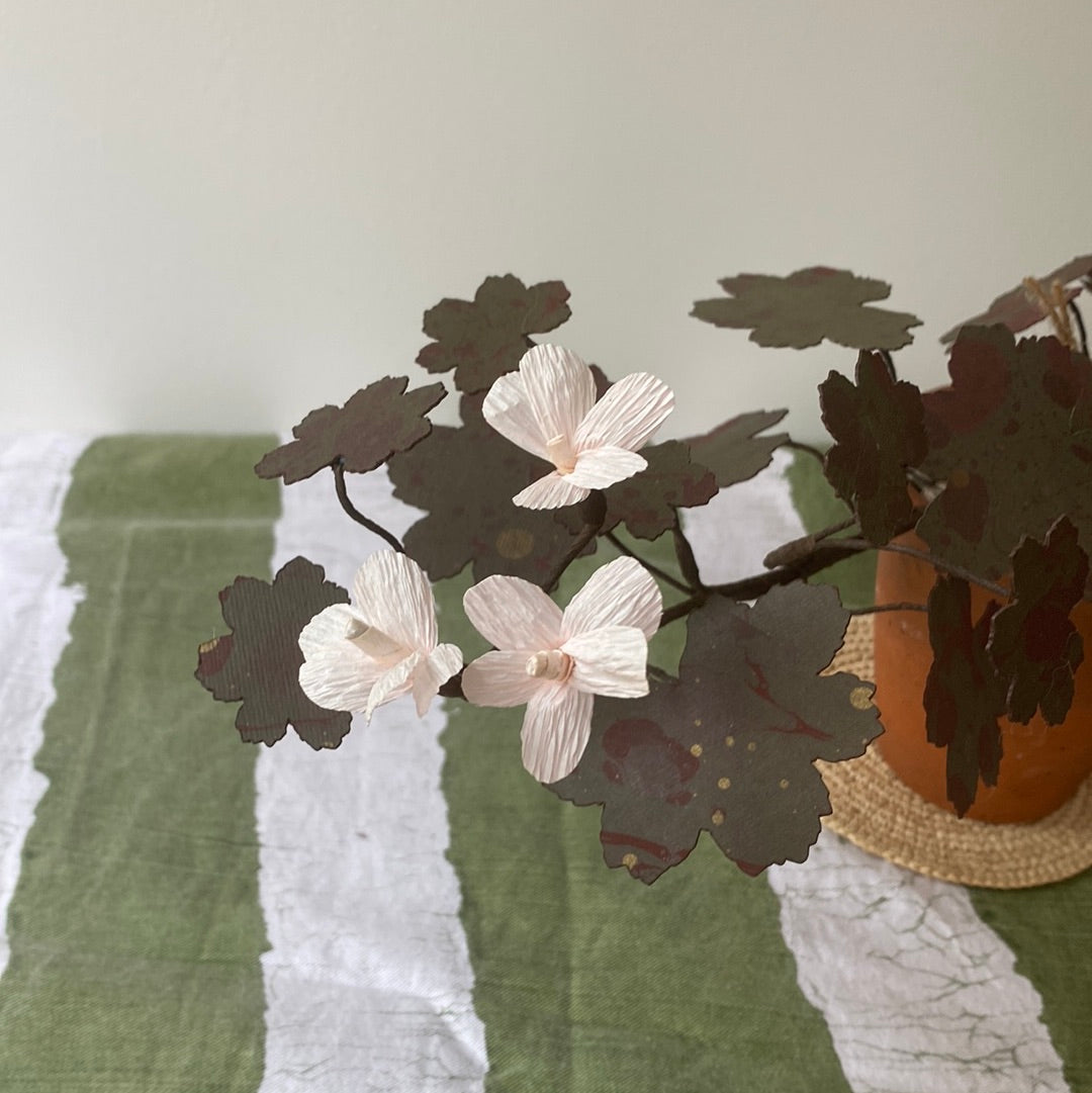 Paper Geranium trailing