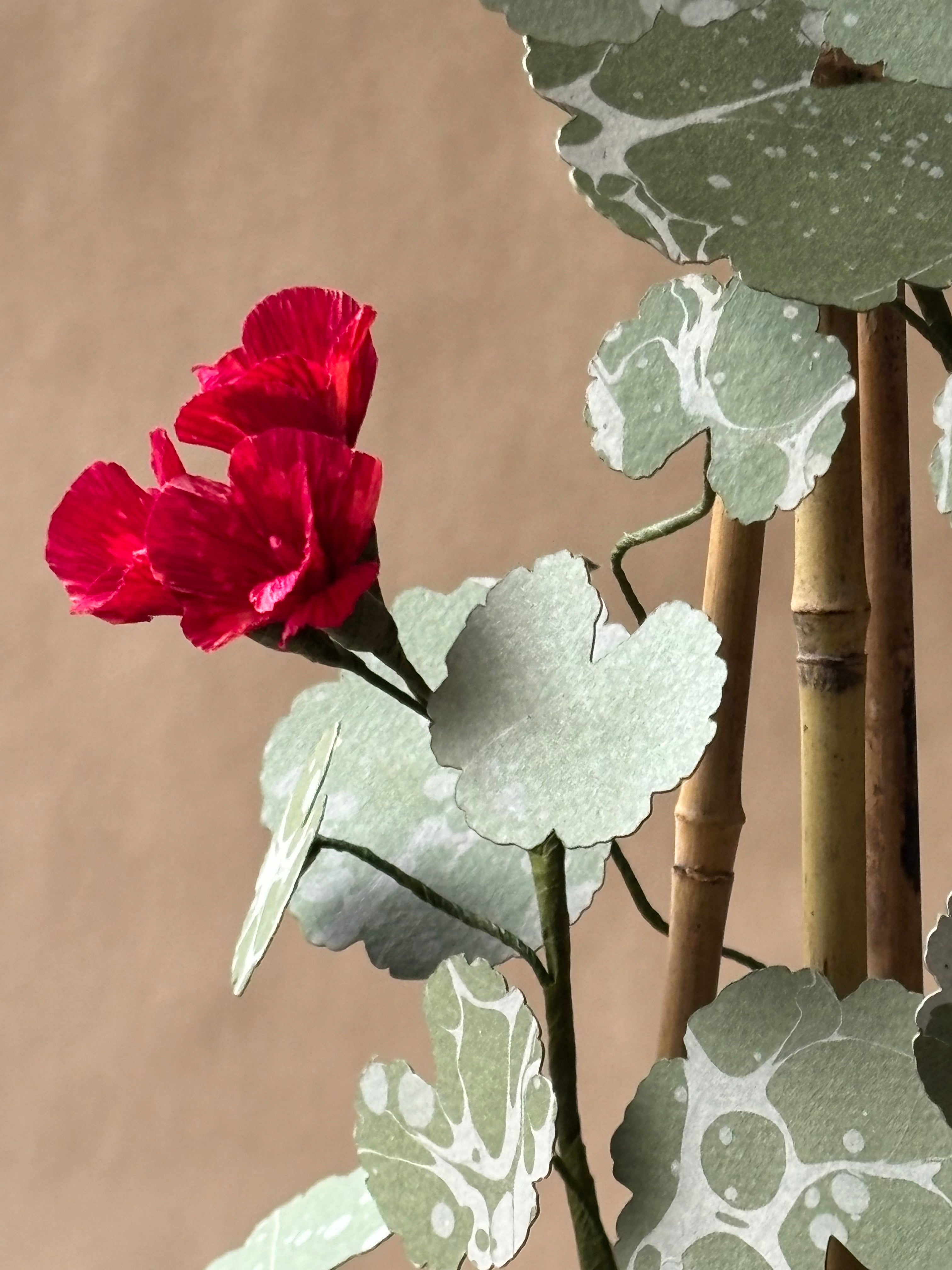 Geranium *COLLECTION or SPECIALIST COURIER ONLY*