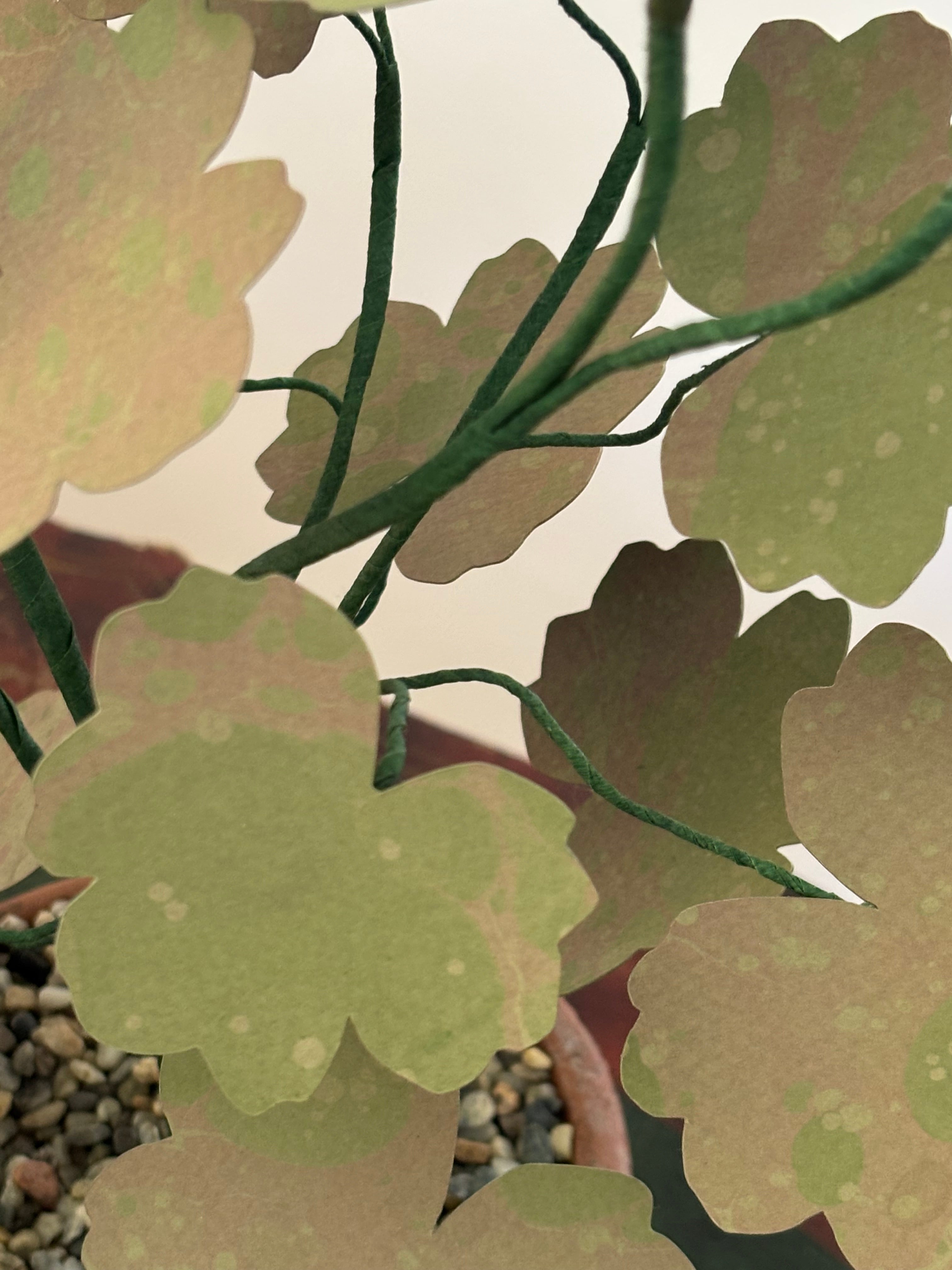 Paper Geranium
