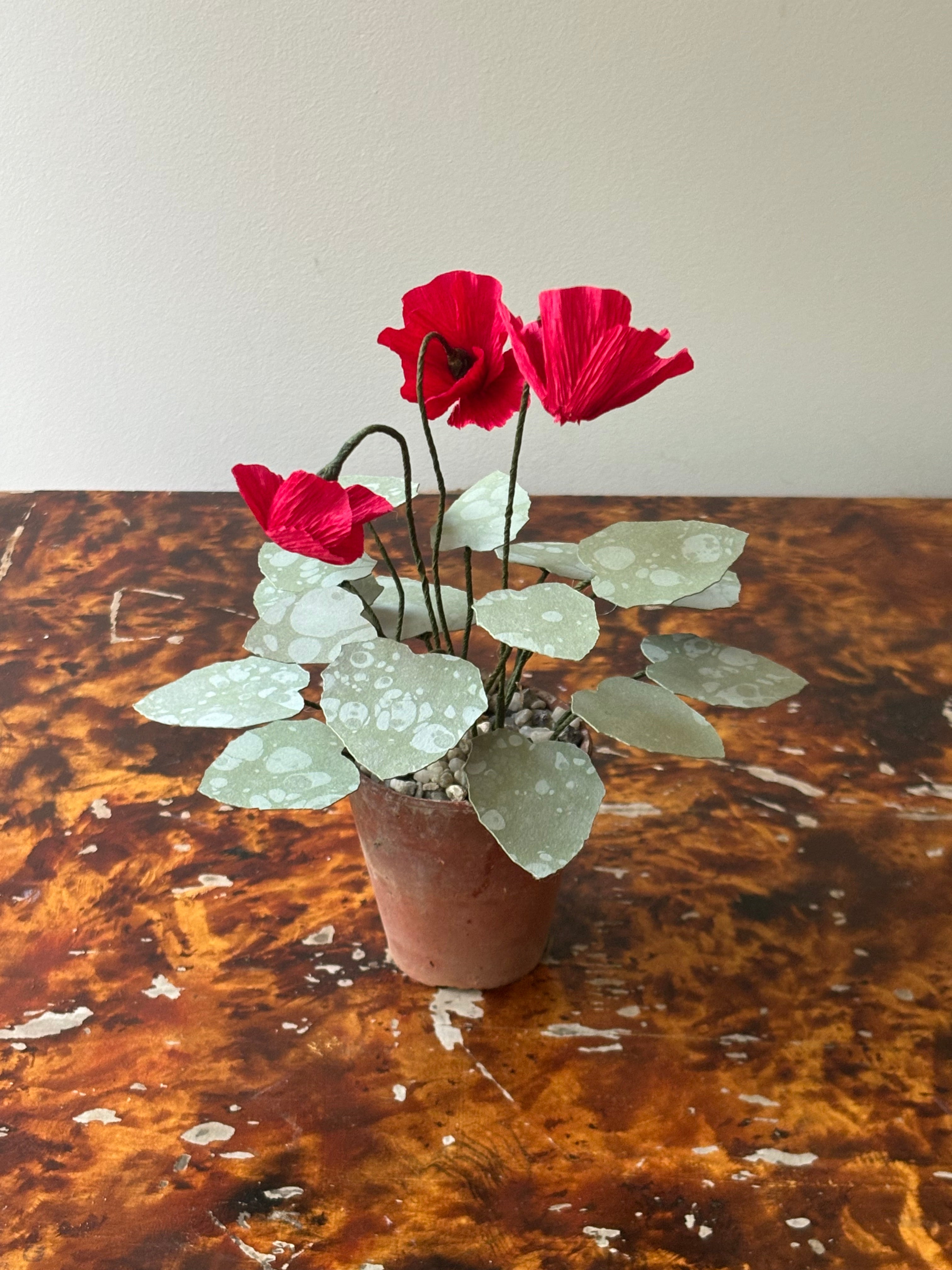 Cyclamen 3