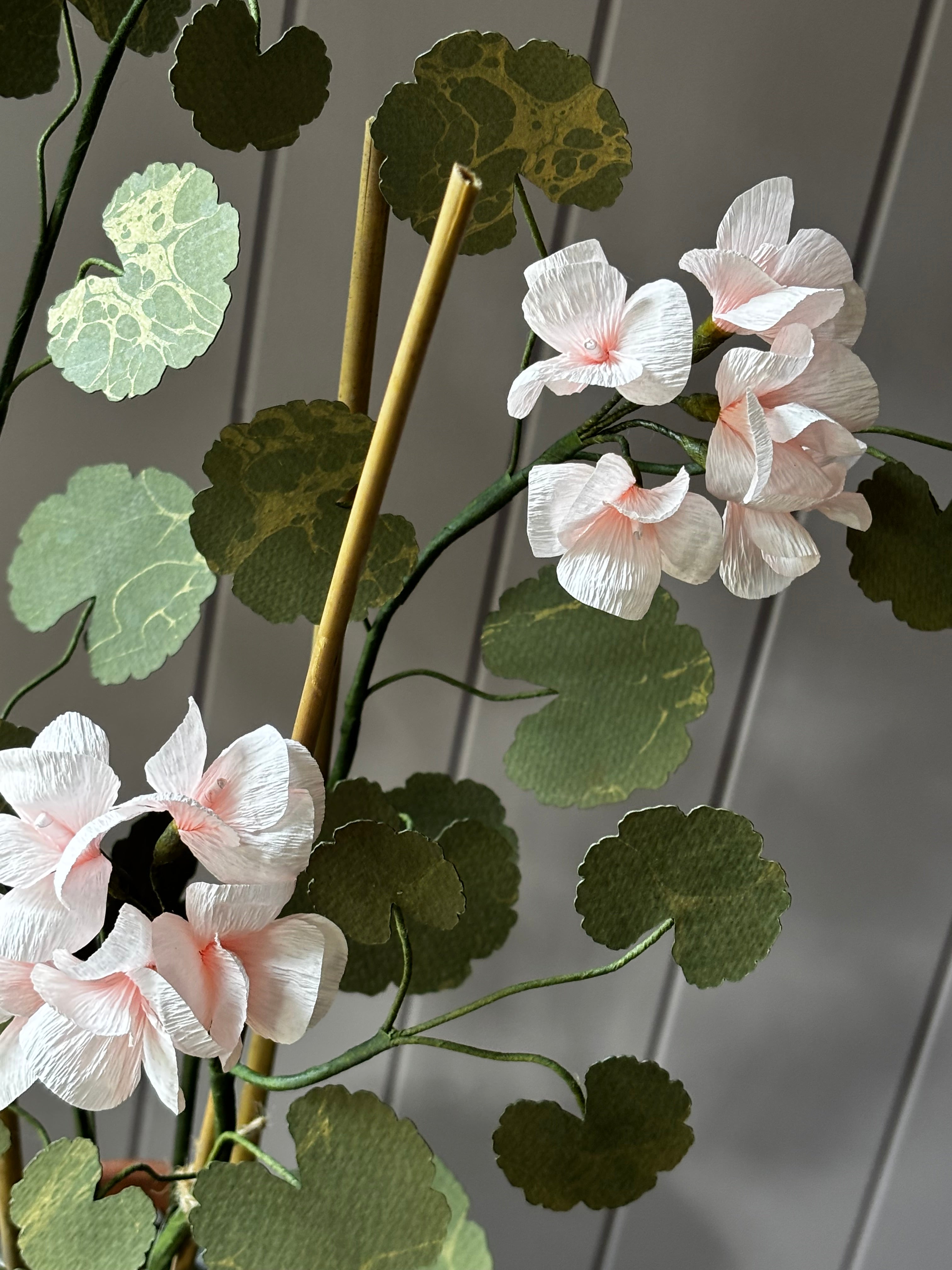 Paper geranium