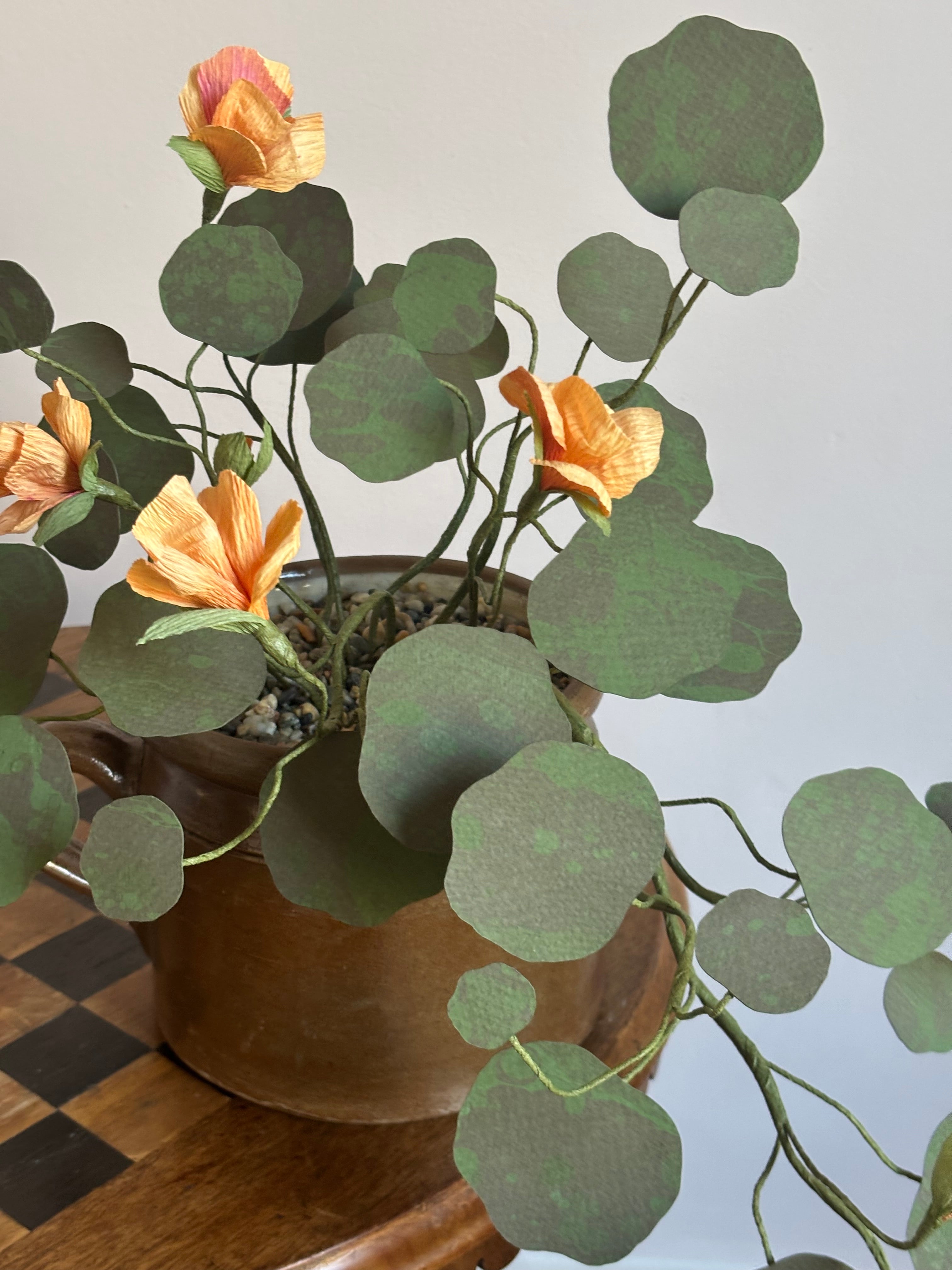Nasturtium, trailing