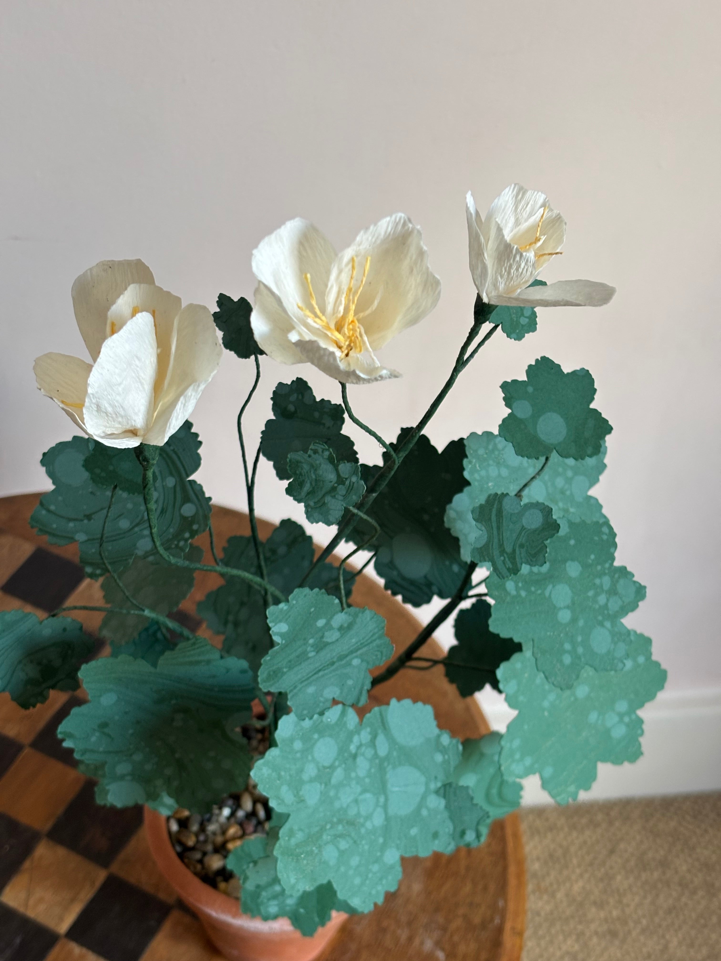 Paper pelargonium