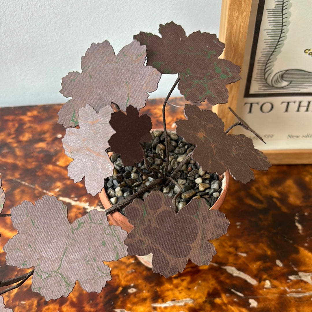 Paper Geranium