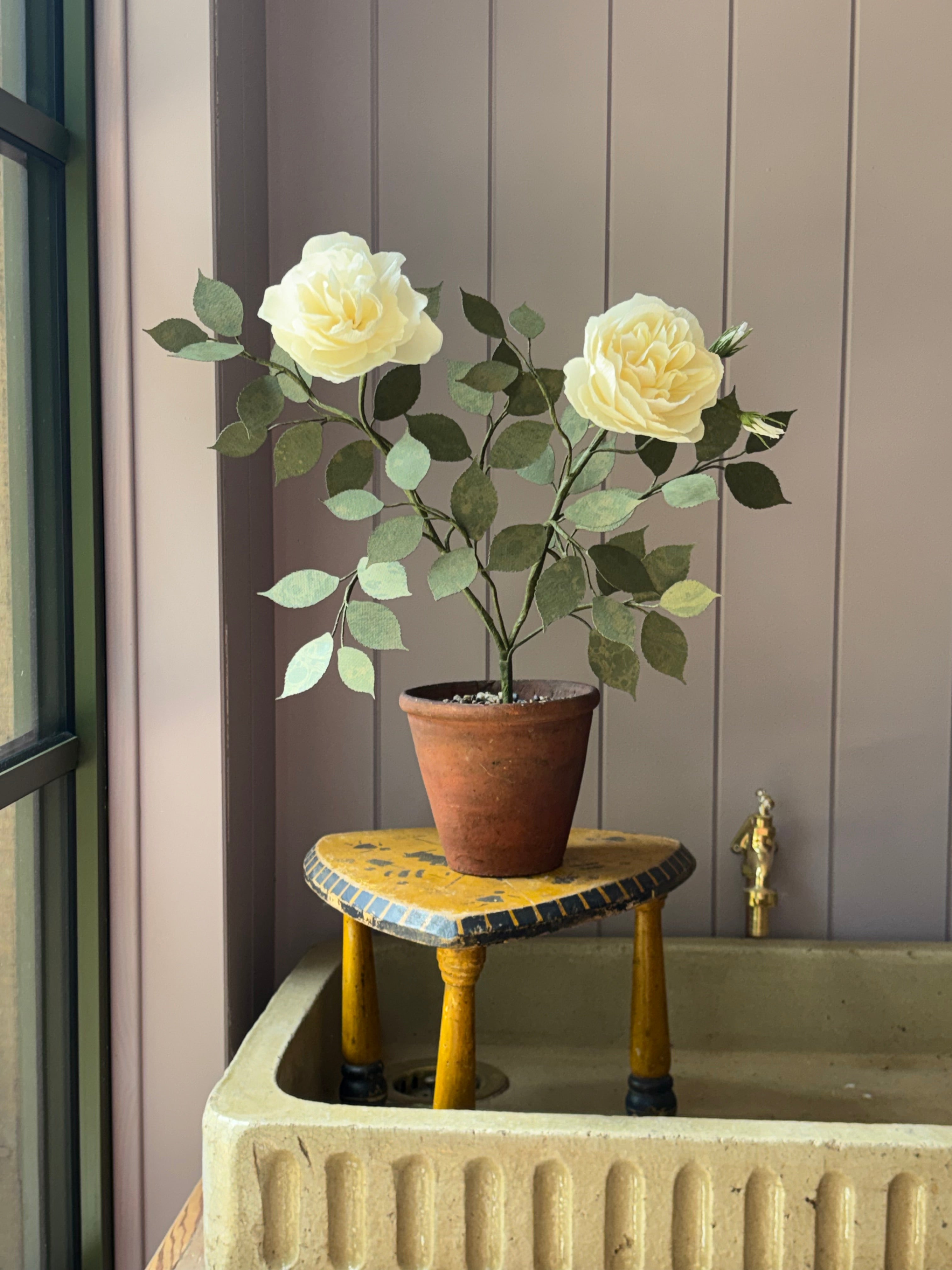 Paper Shrub Rose