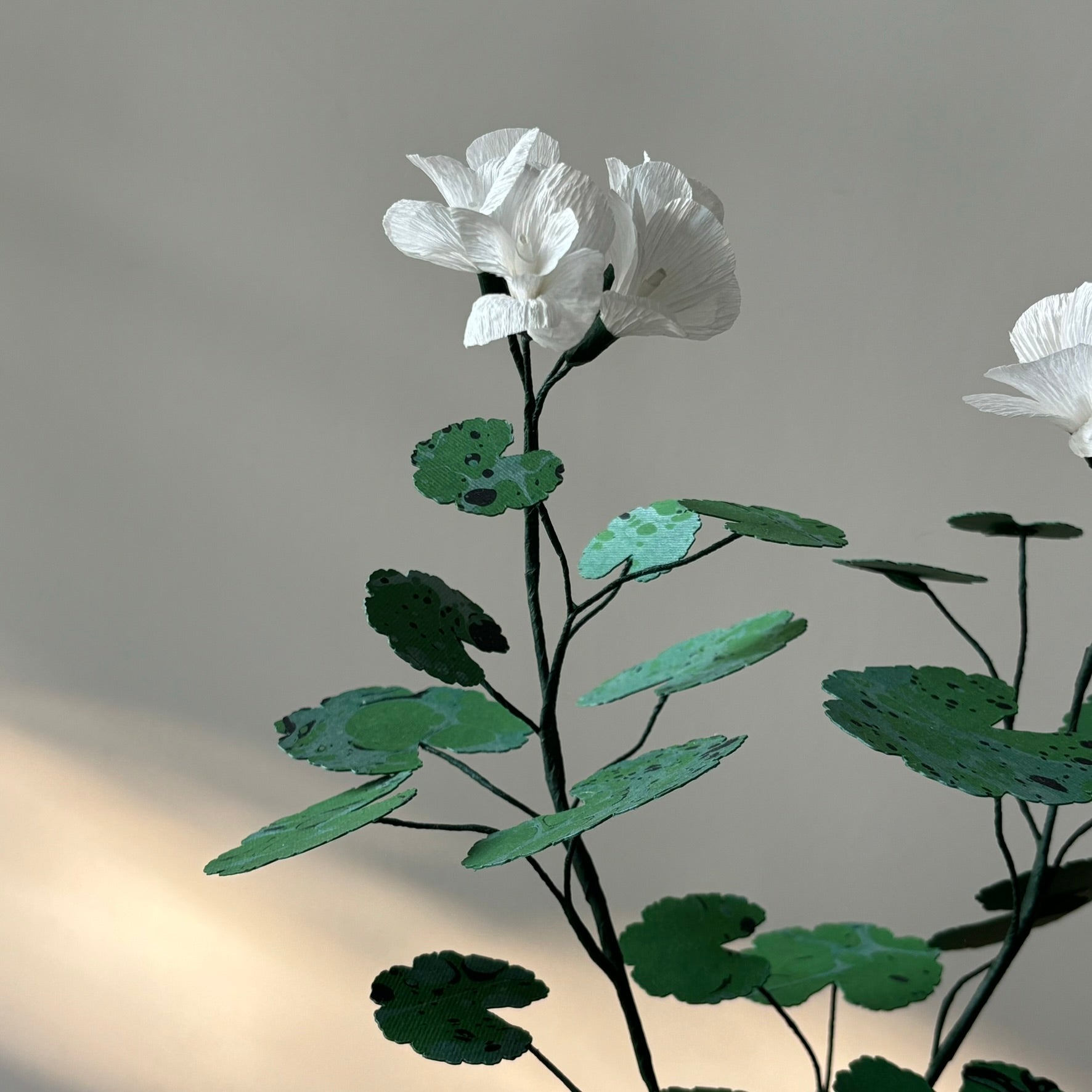 Paper Geranium
