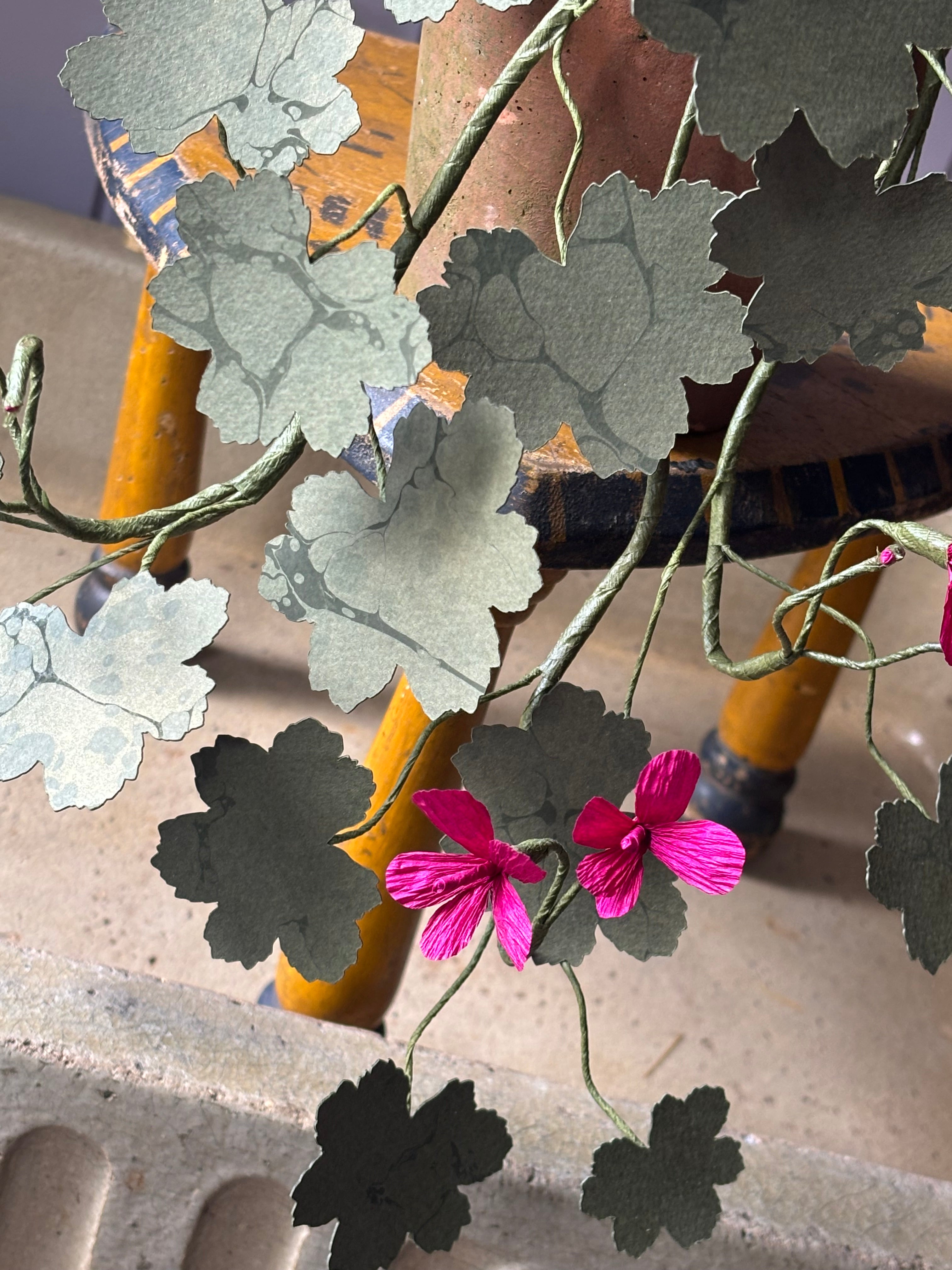 Paper geranium