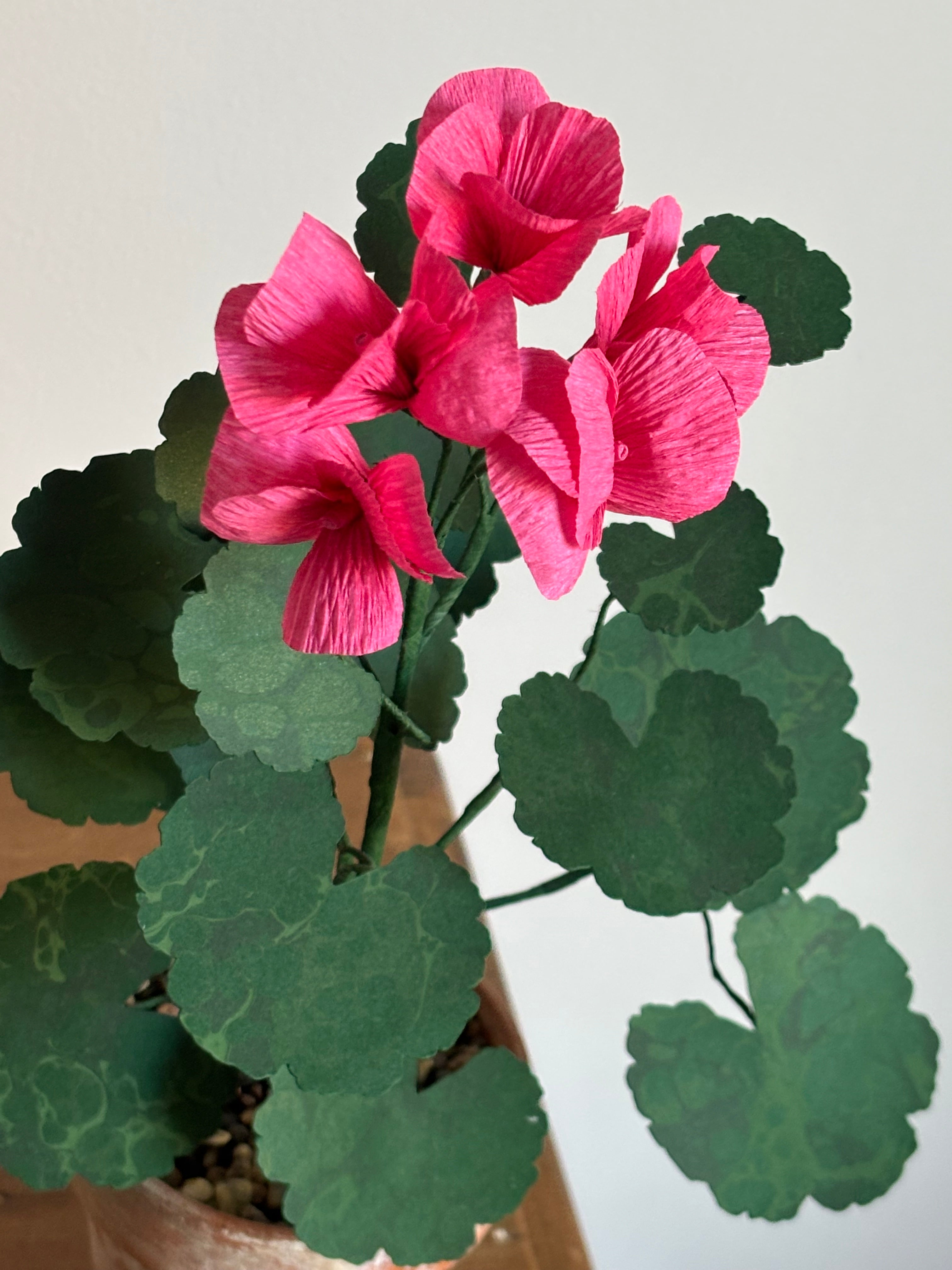 Paper Geranium